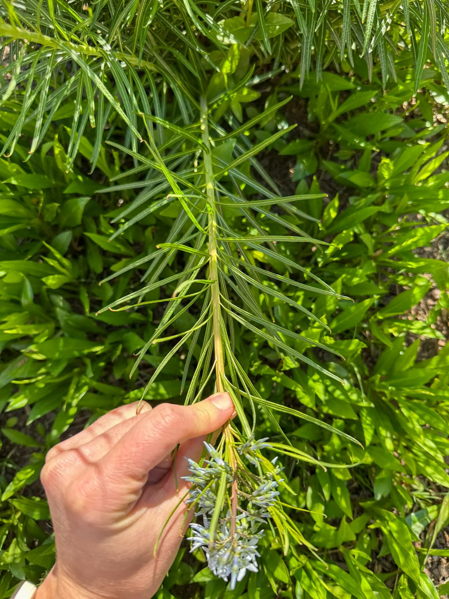 amsonia hubrichtii_4.jpg