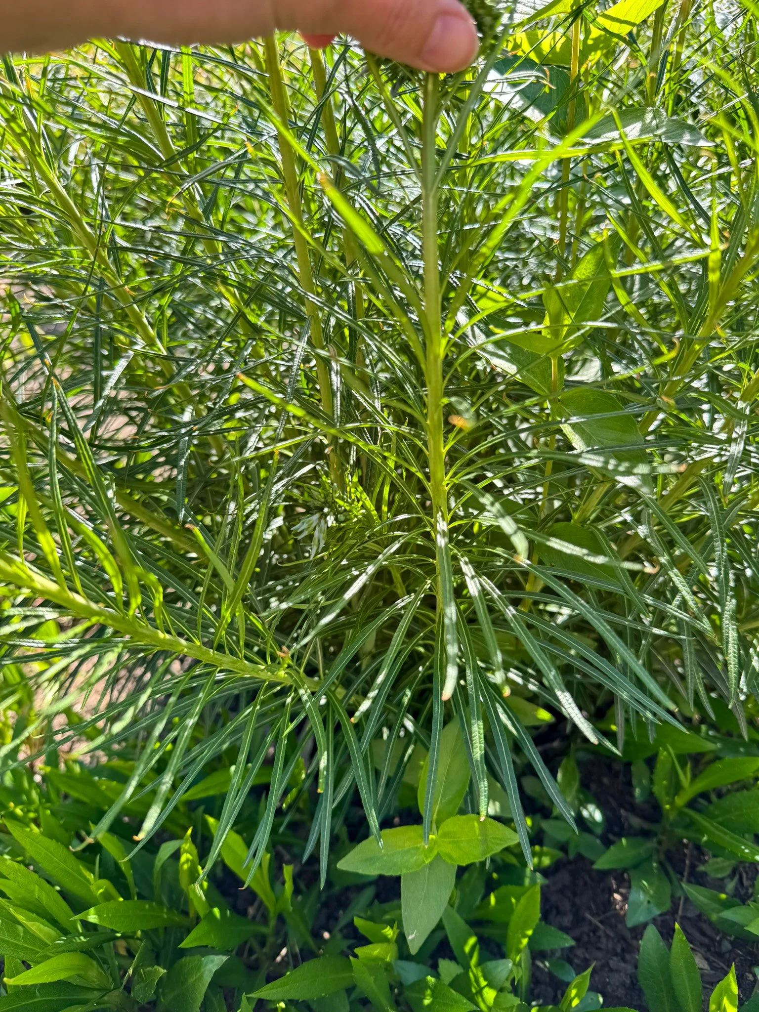 amsonia hubrichtii_5.jpg
