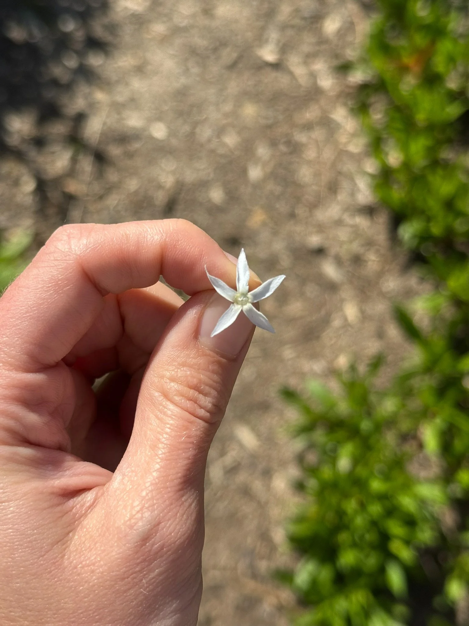 amsonia hubrichtii_1.jpg