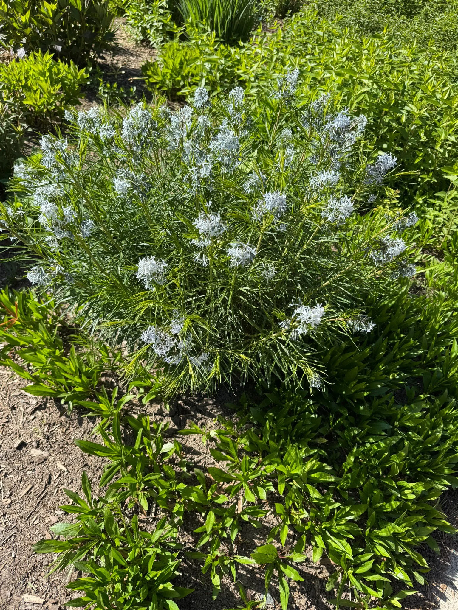 amsonia hubrichtii_2.jpg