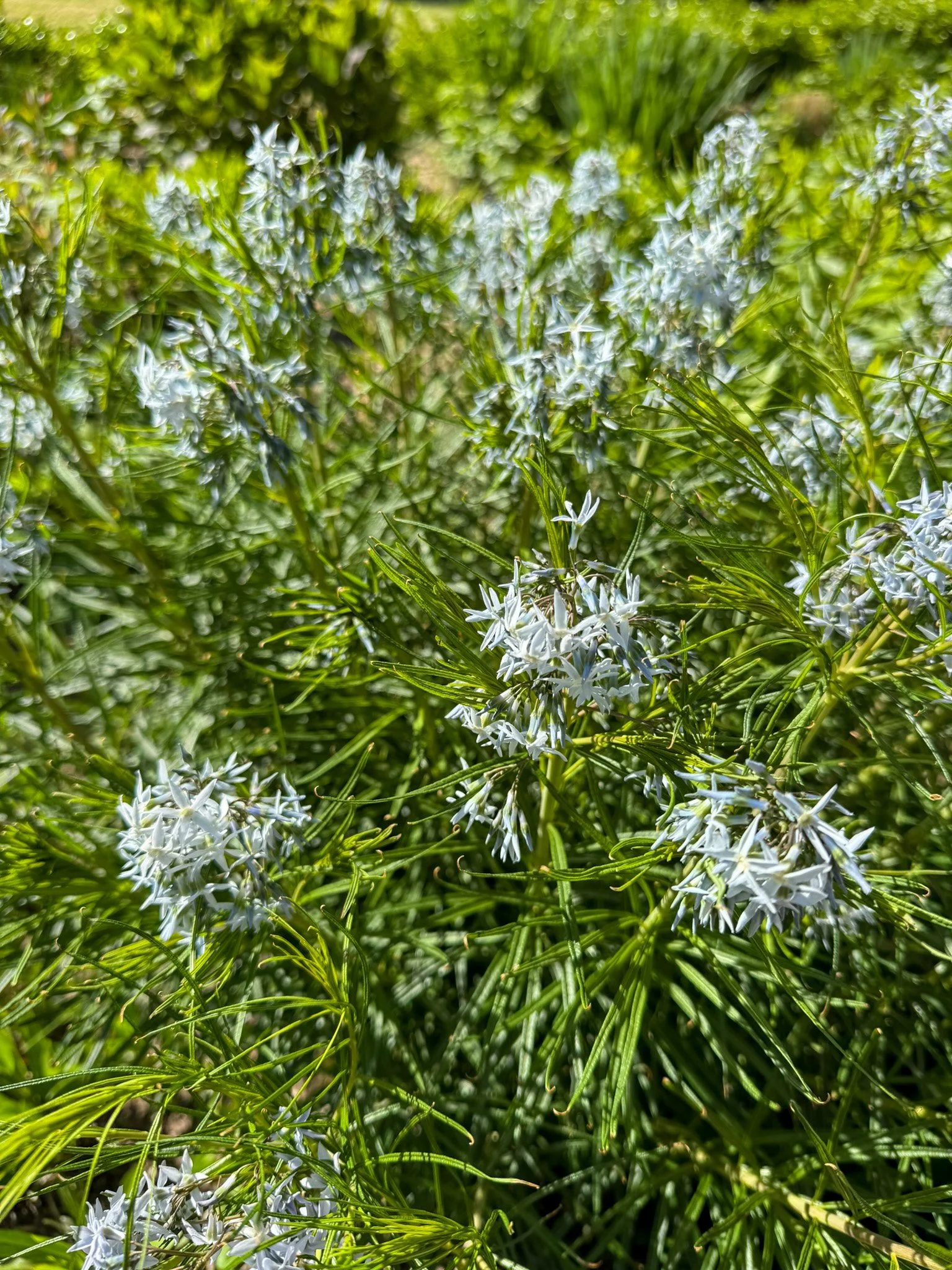 Meet the Threadleaf Bluestar