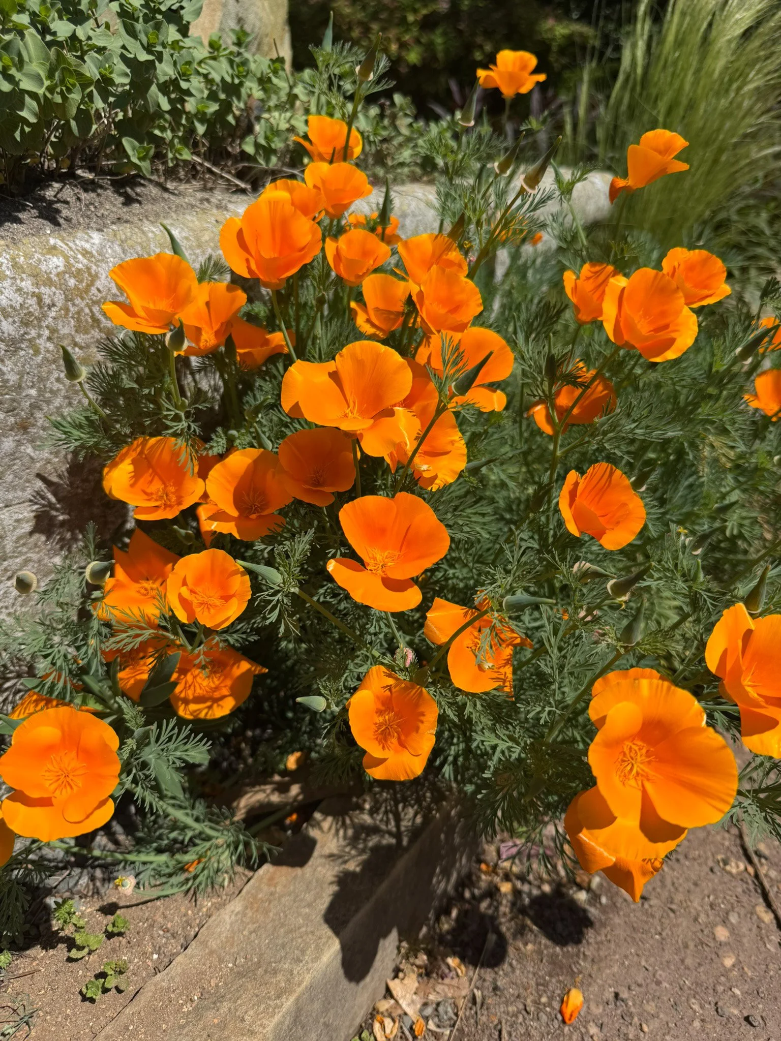 Meet the California Poppy