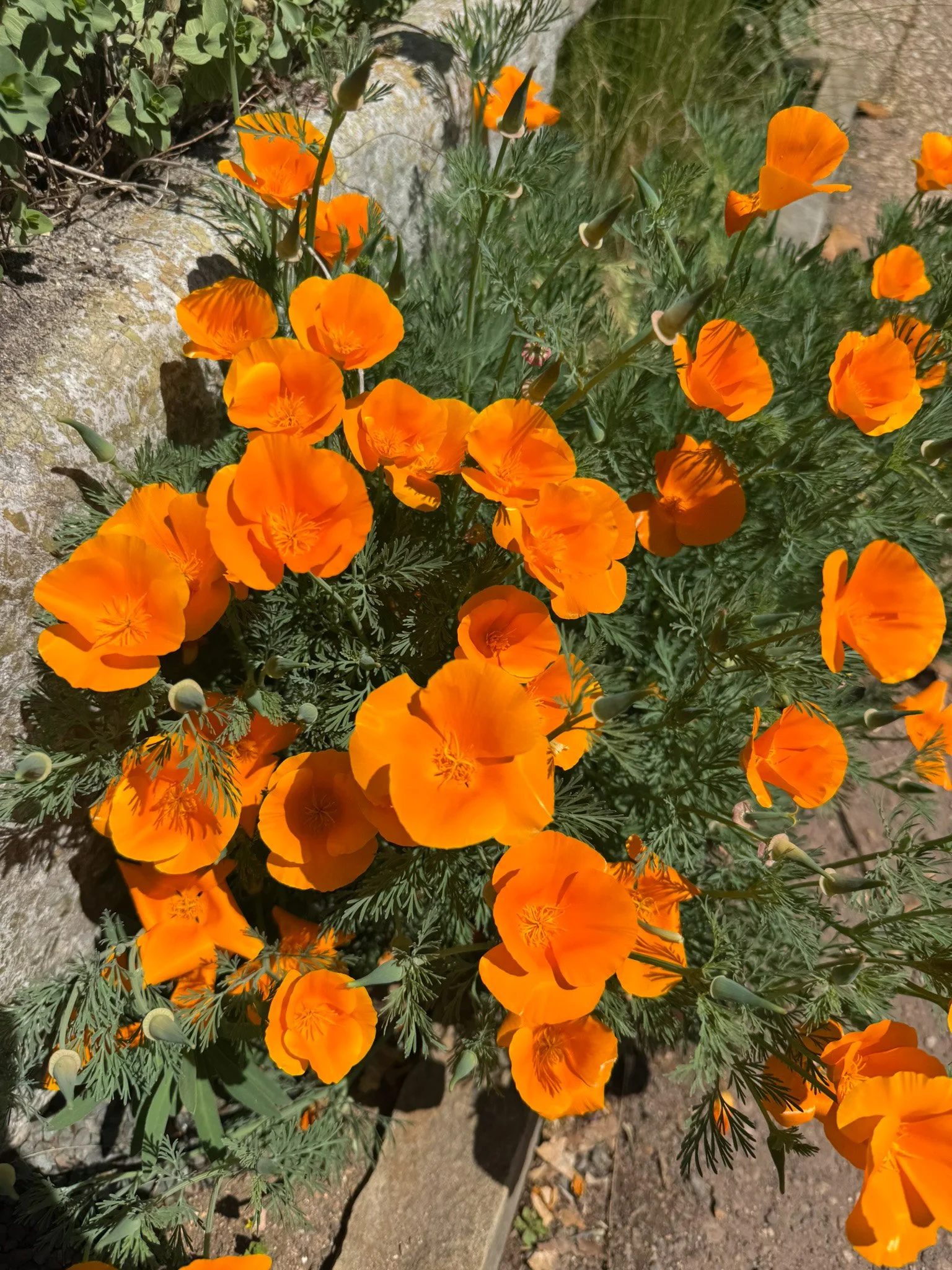 eschscholzia californica_2.jpg