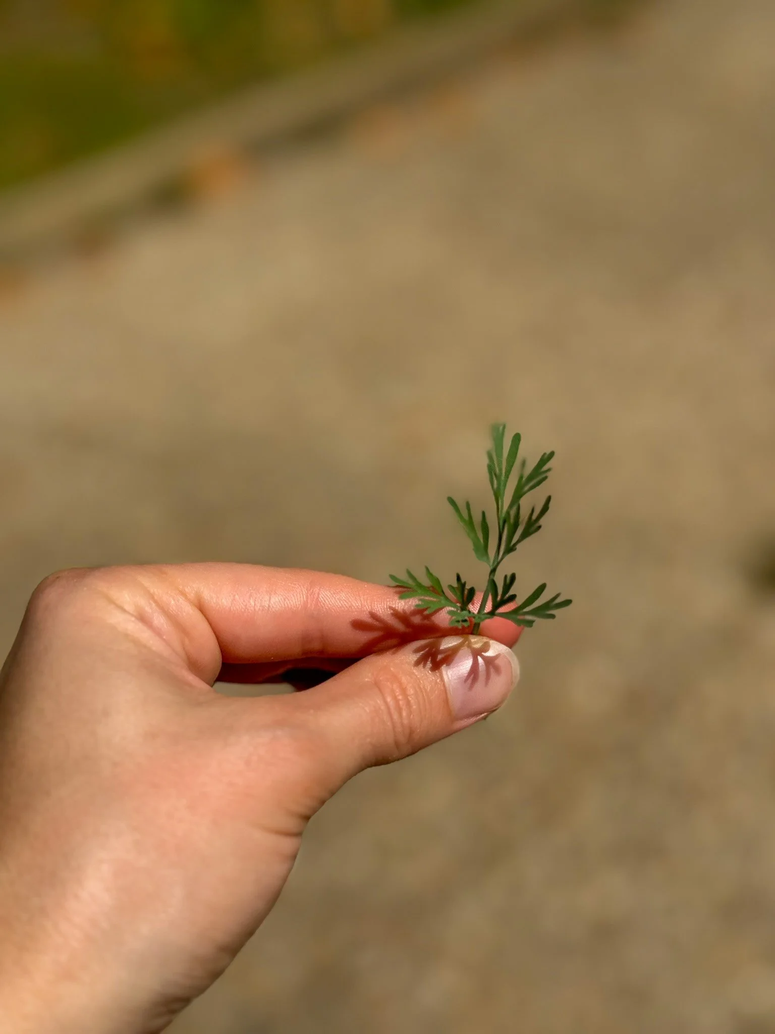 eschscholzia californica_4.jpg