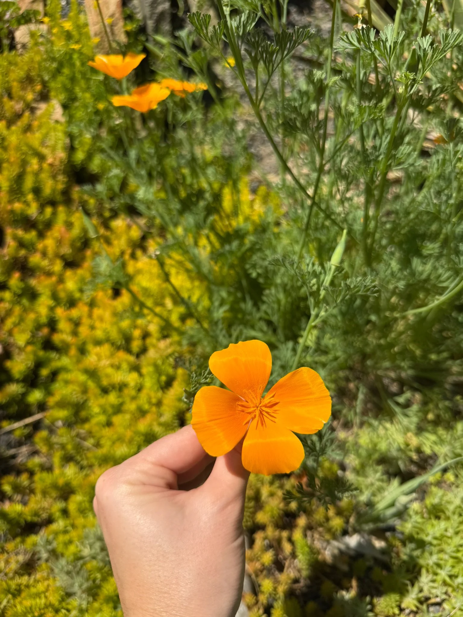 eschscholzia californica_5.jpg