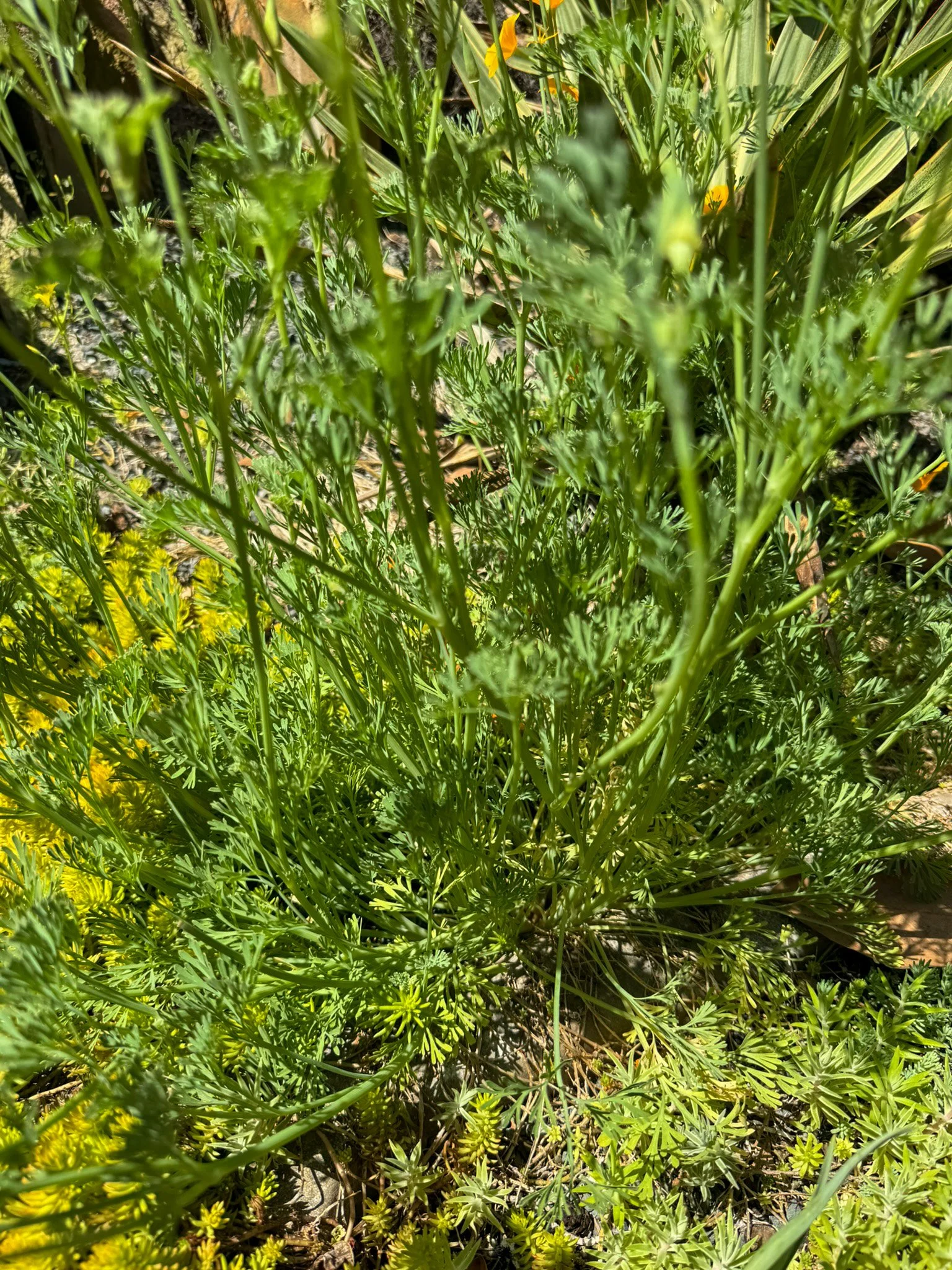eschscholzia californica_6.jpg