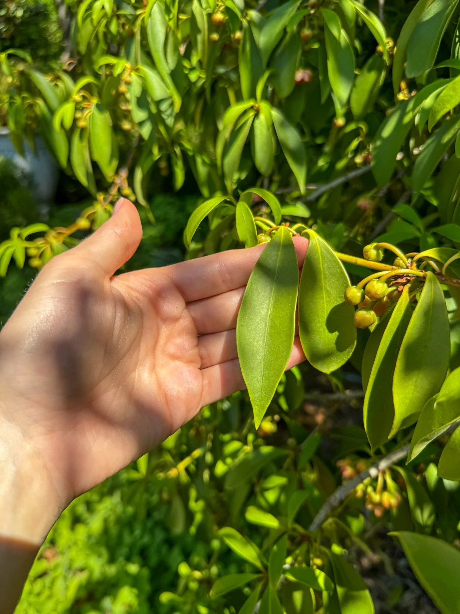 illicium lanceolatum_6.jpg