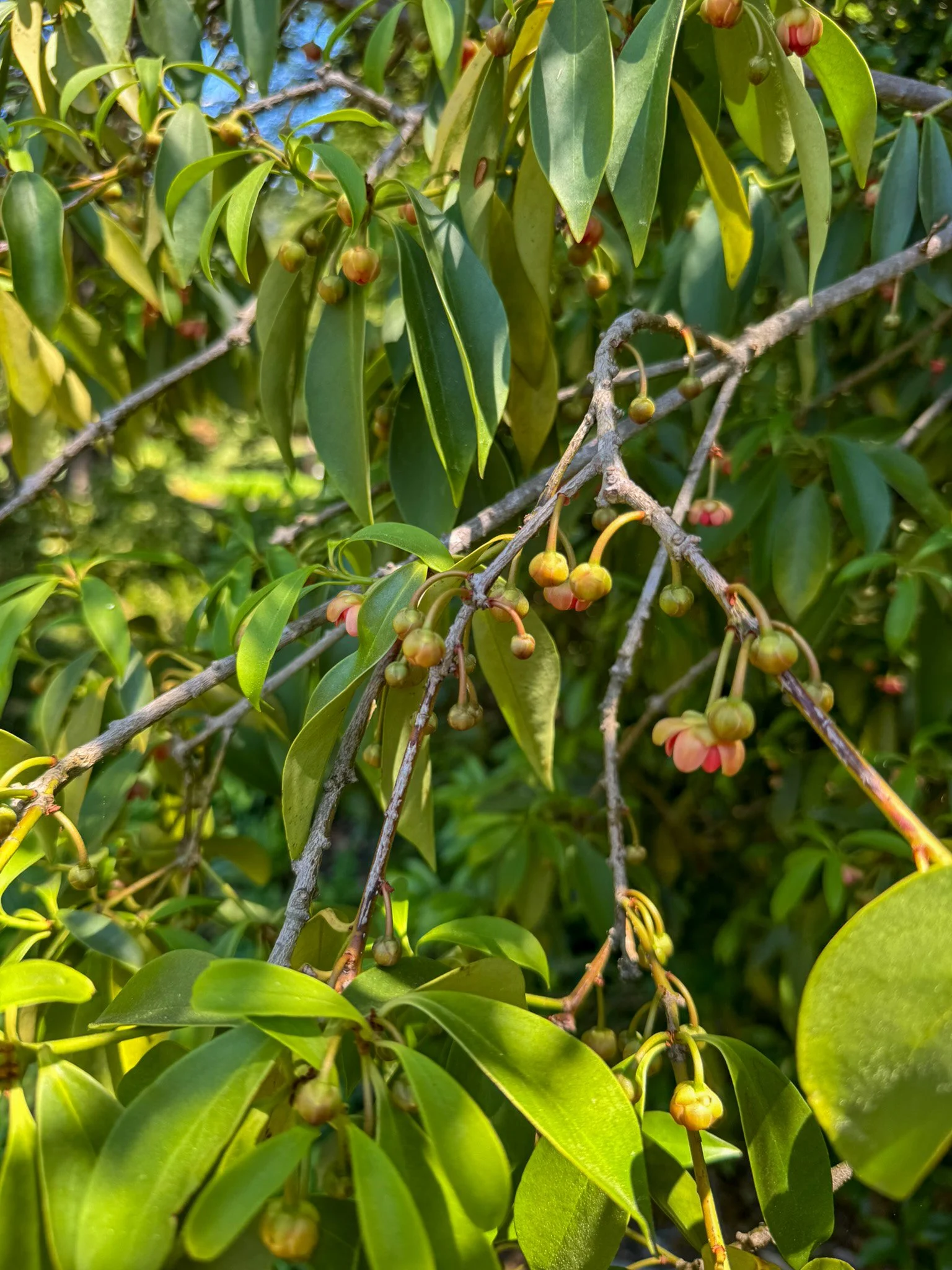 illicium lanceolatum_5.jpg