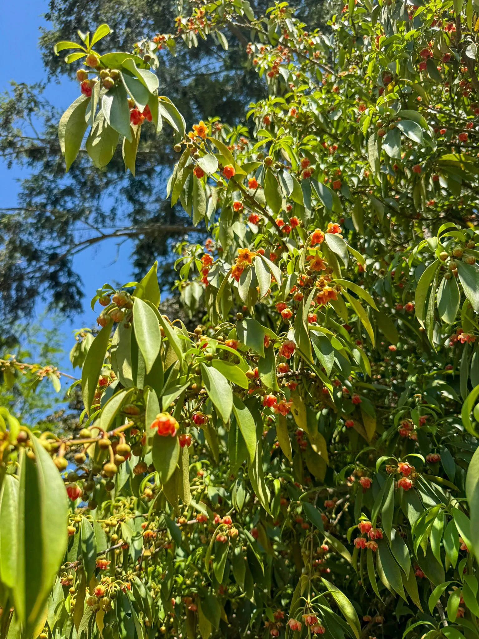 illicium lanceolatum_8.jpg