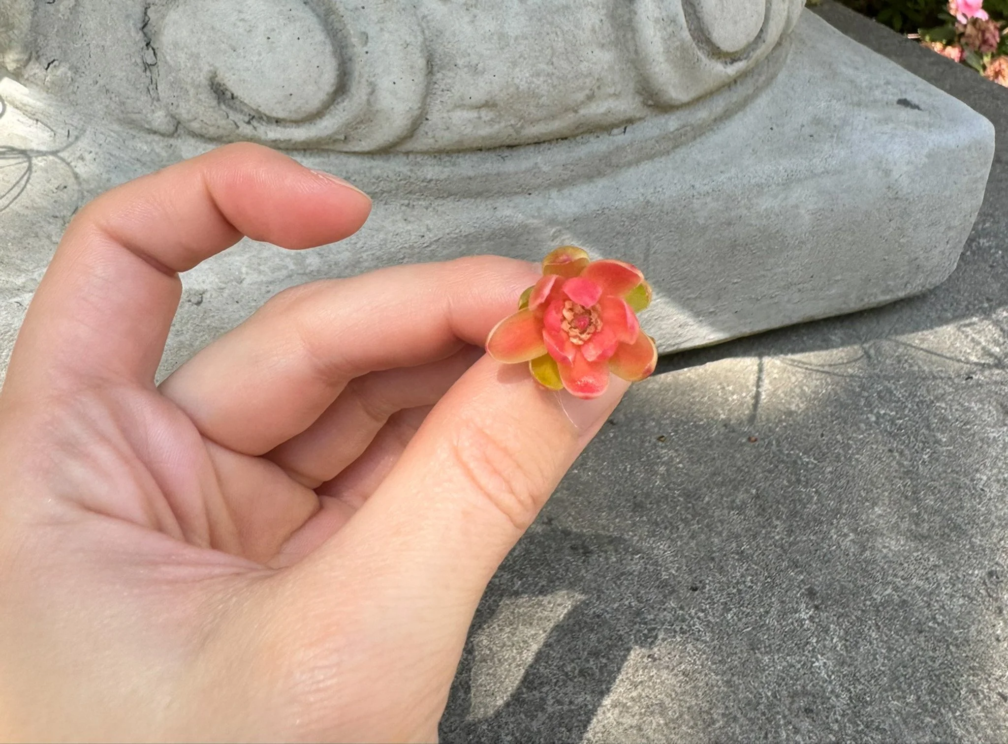 illicium lanceolatum_1.jpg