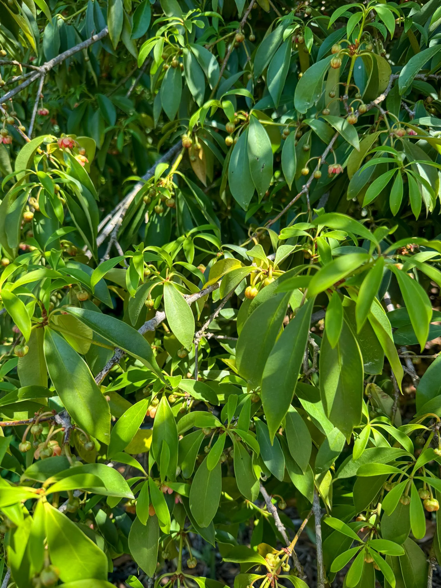 illicium lanceolatum_3.jpg