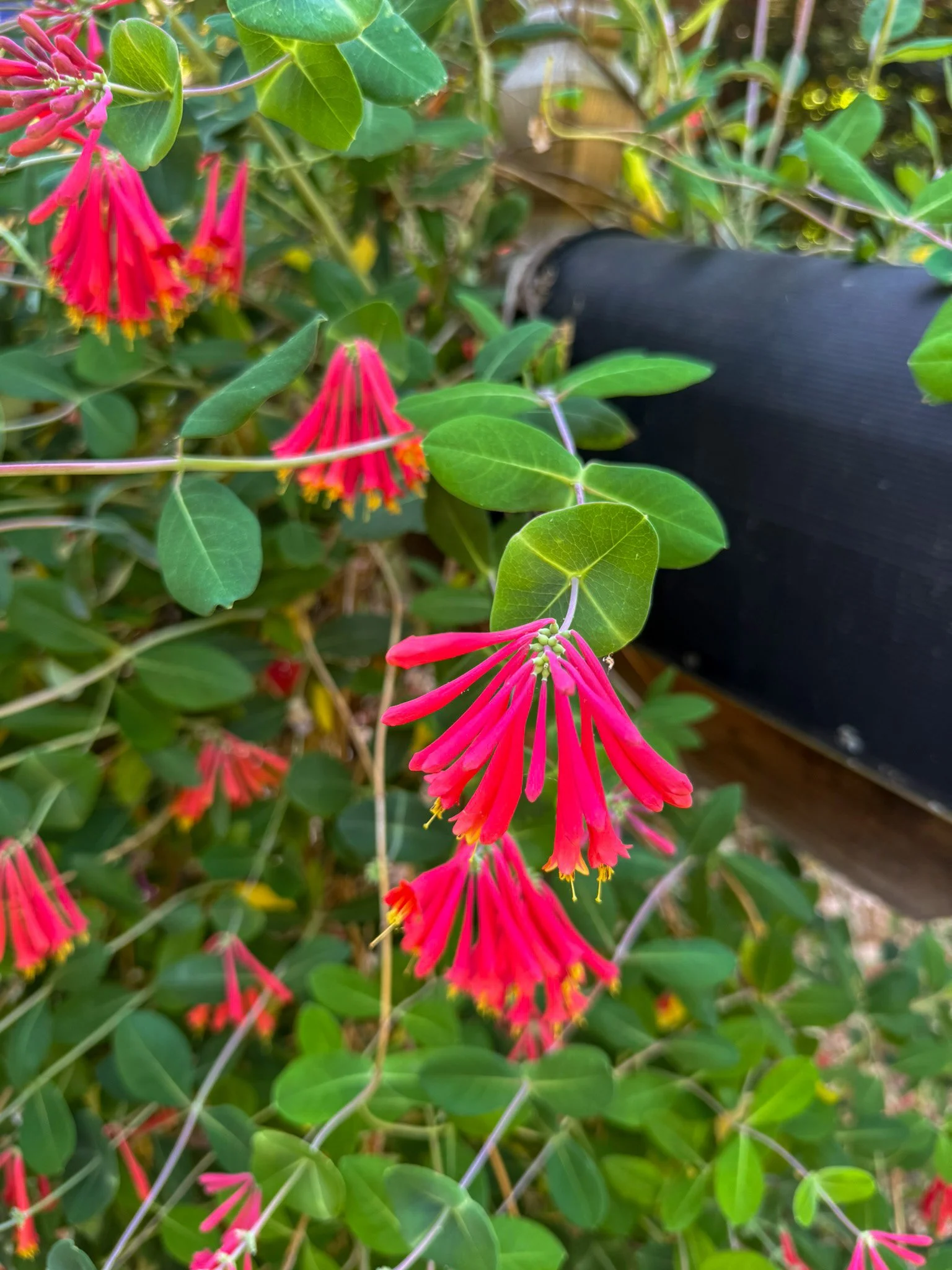 lonicera sempervirens_2.jpg