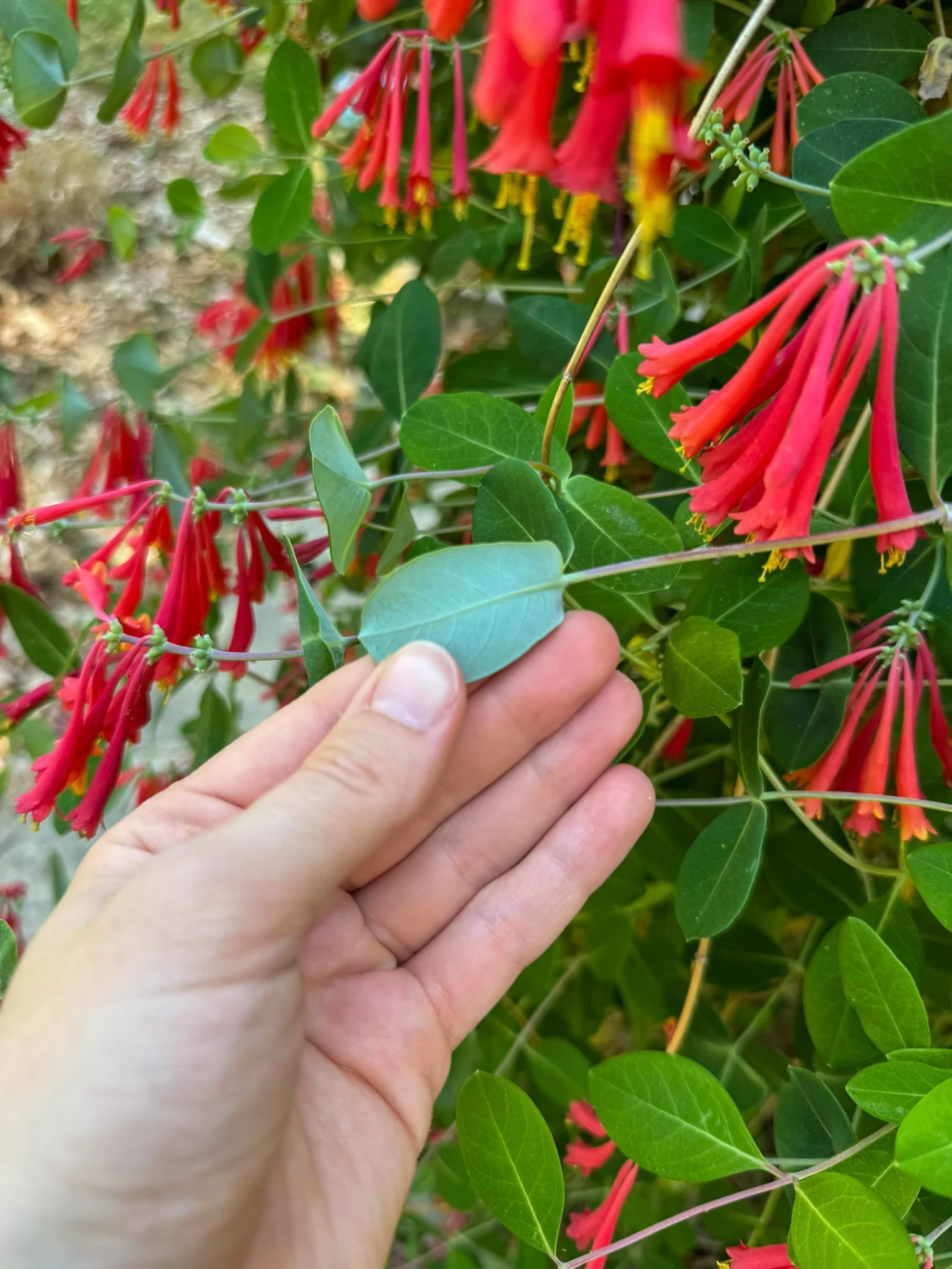 lonicera sempervirens_1.jpg