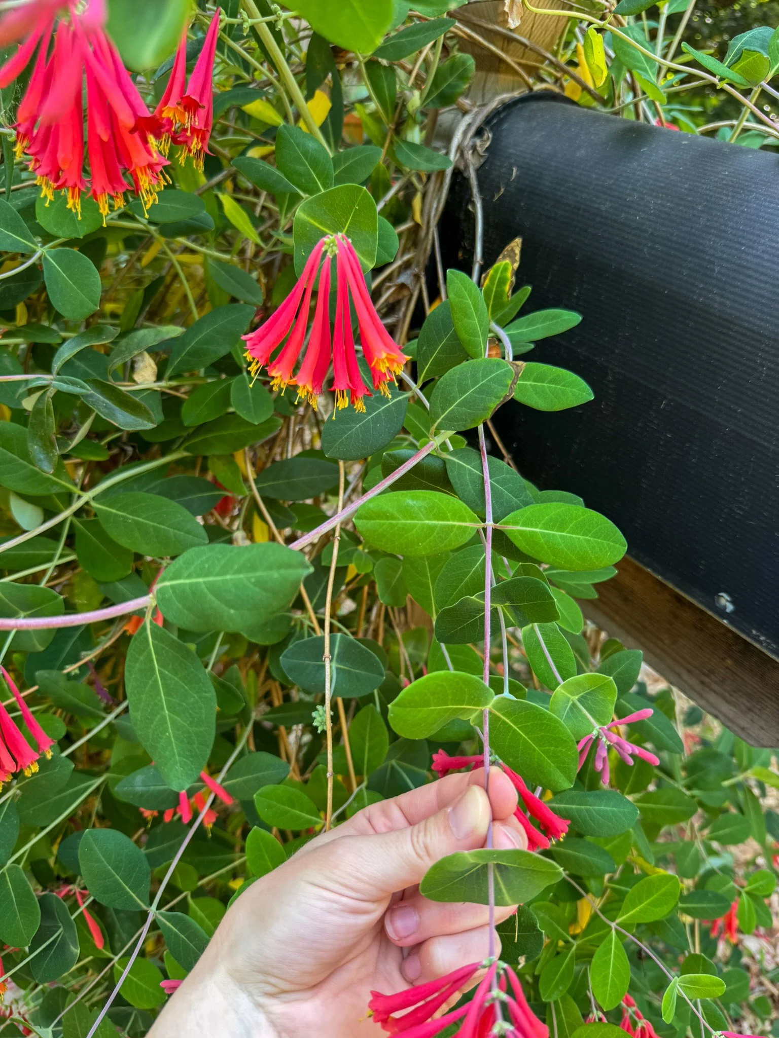 lonicera sempervirens_4.jpg