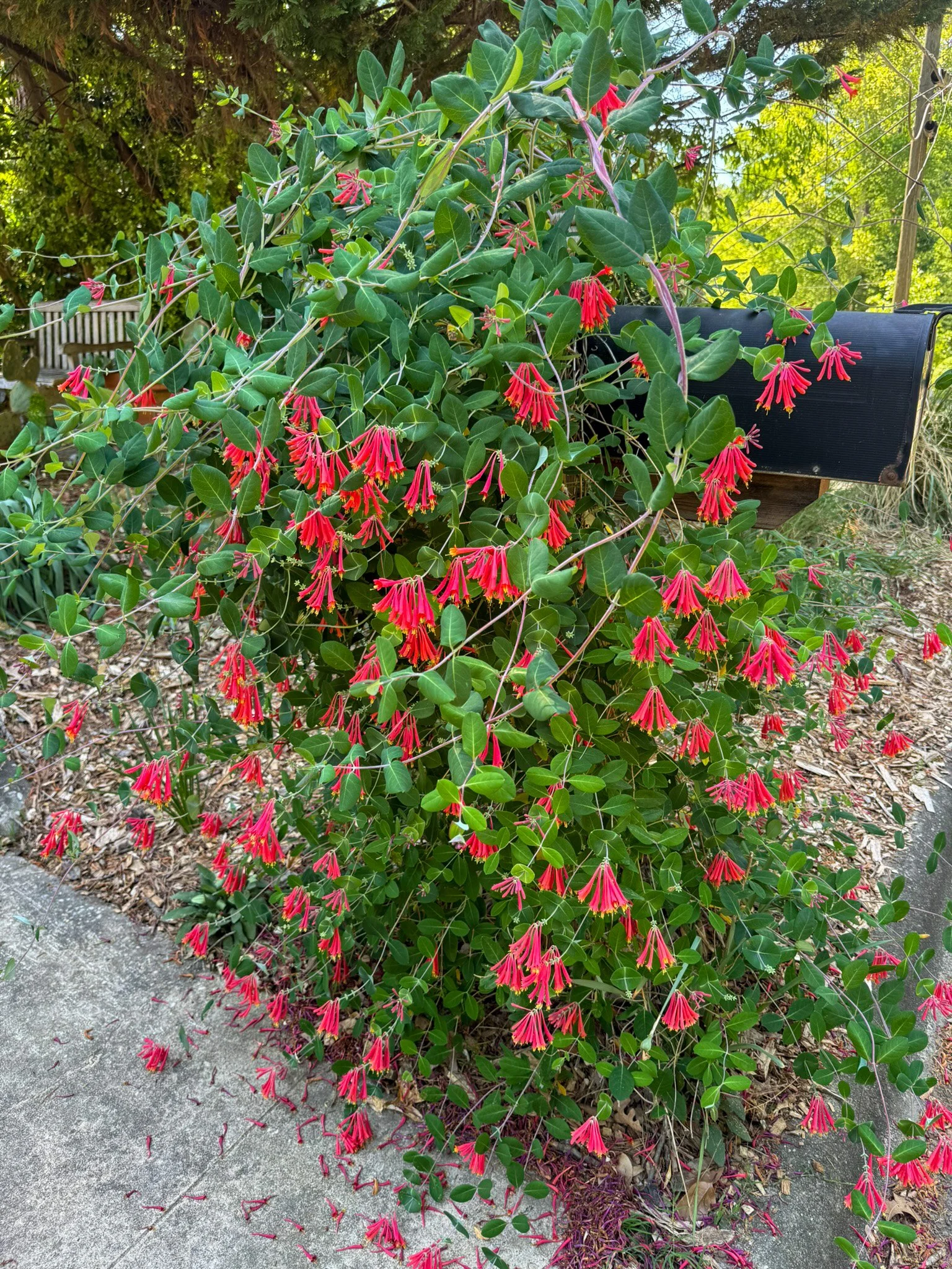 lonicera sempervirens_3.jpg
