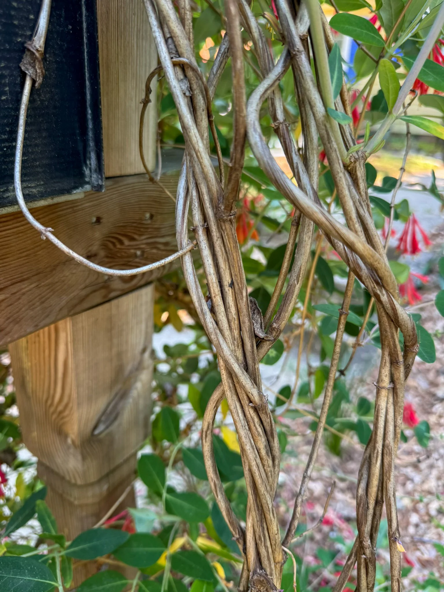 lonicera sempervirens_5.jpg