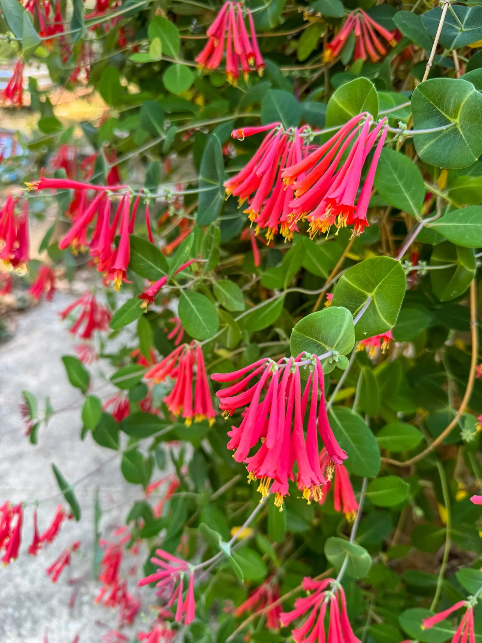 lonicera sempervirens_6.jpg