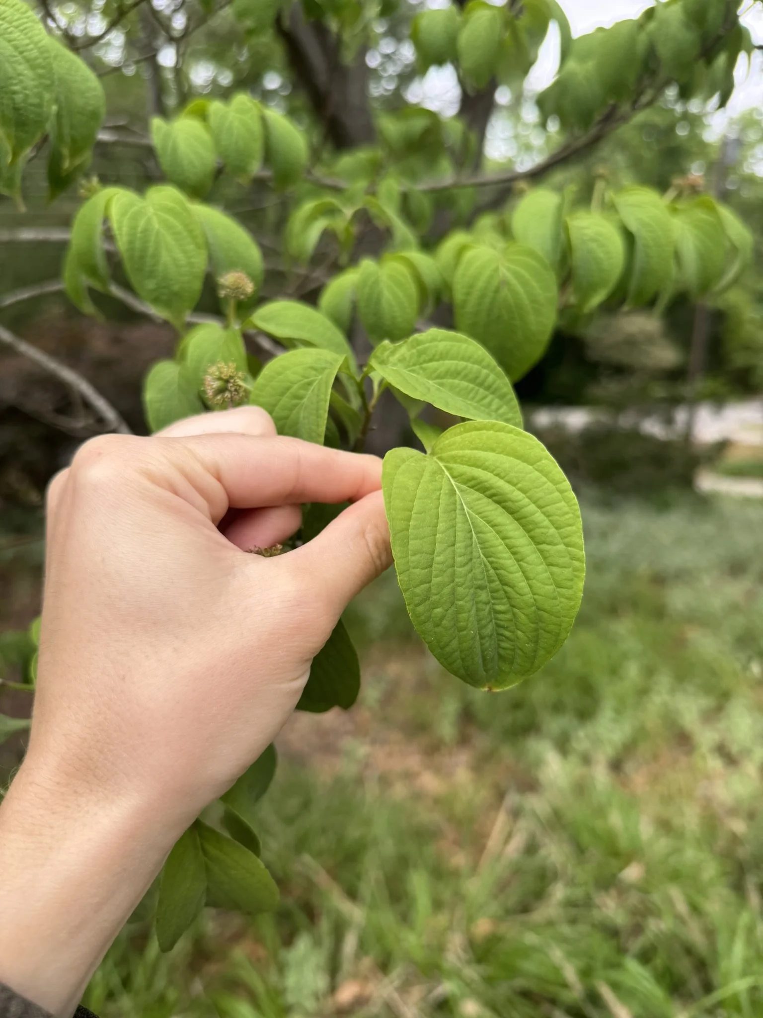 cornus florida_9.JPEG