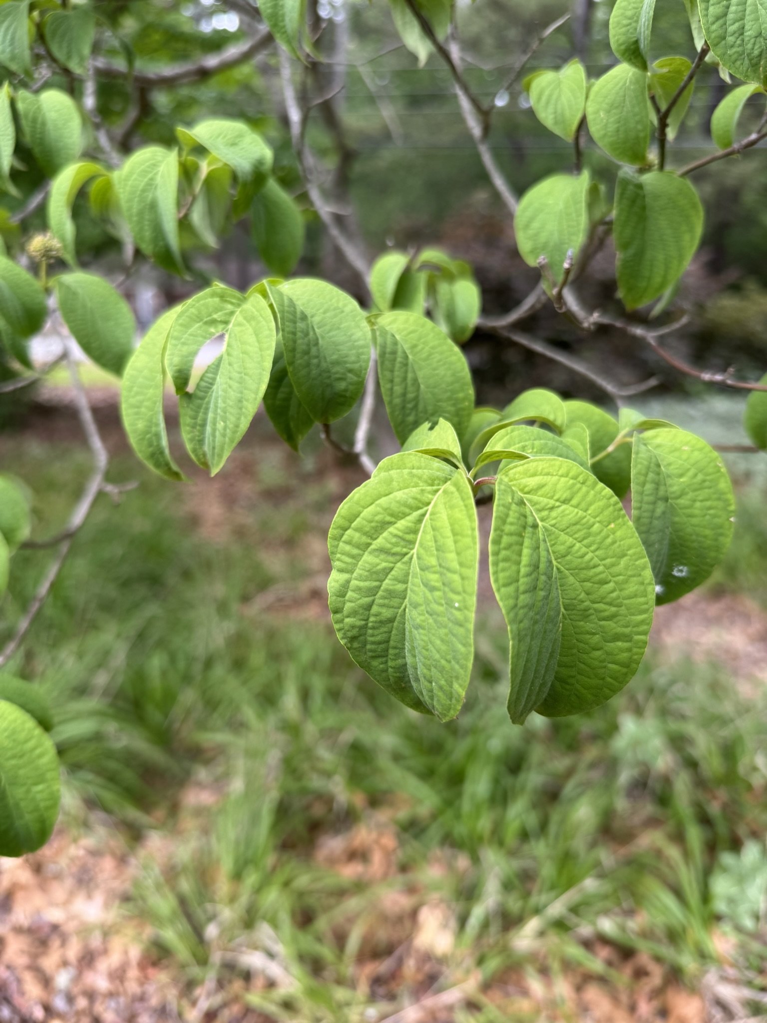 cornus florida_10.JPEG