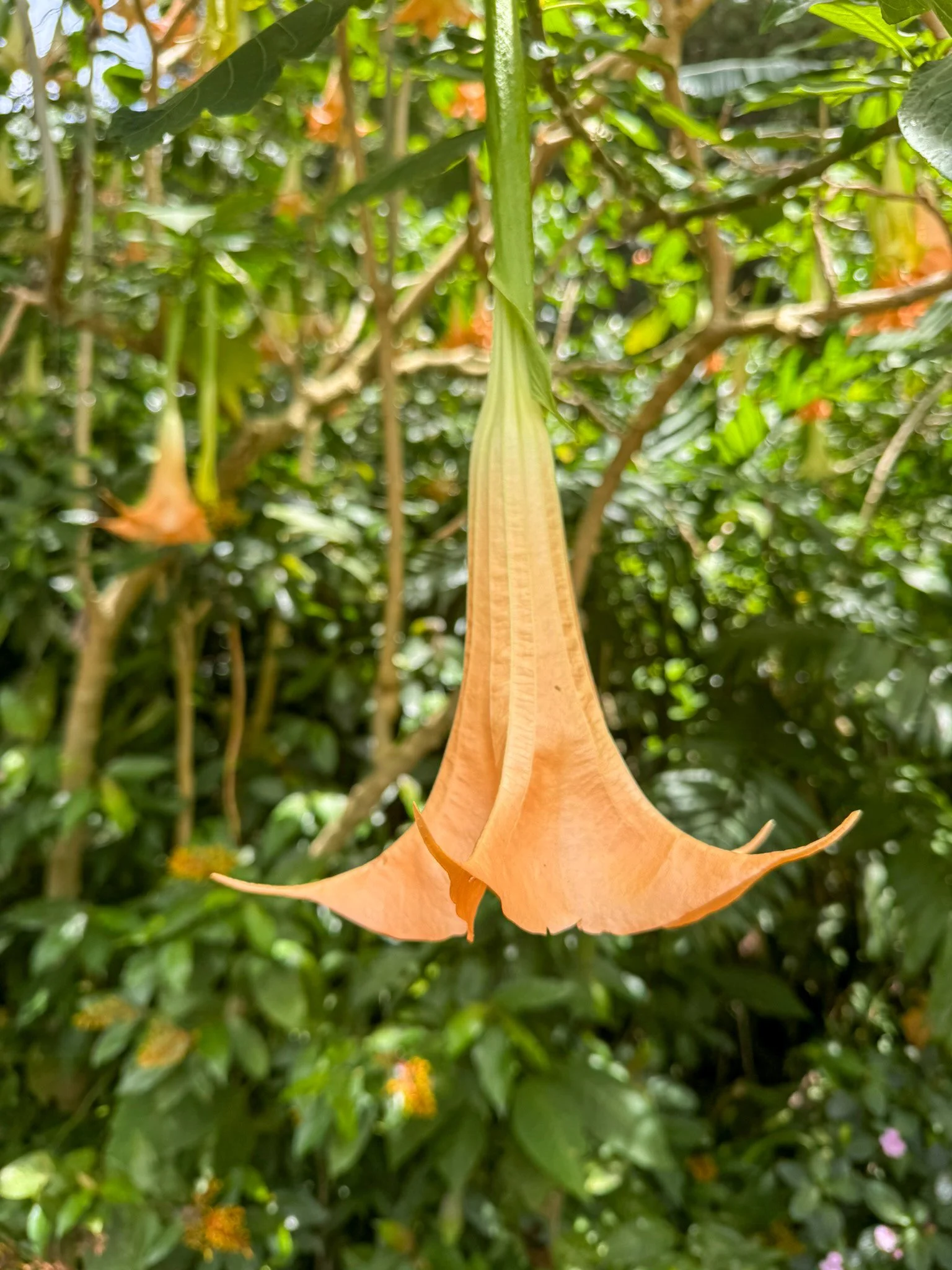 Meet the Angel’s Trumpet