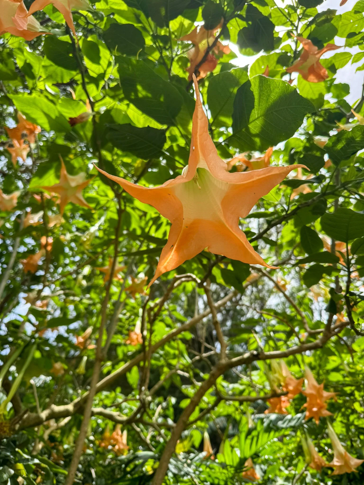brugmansia_2.jpg