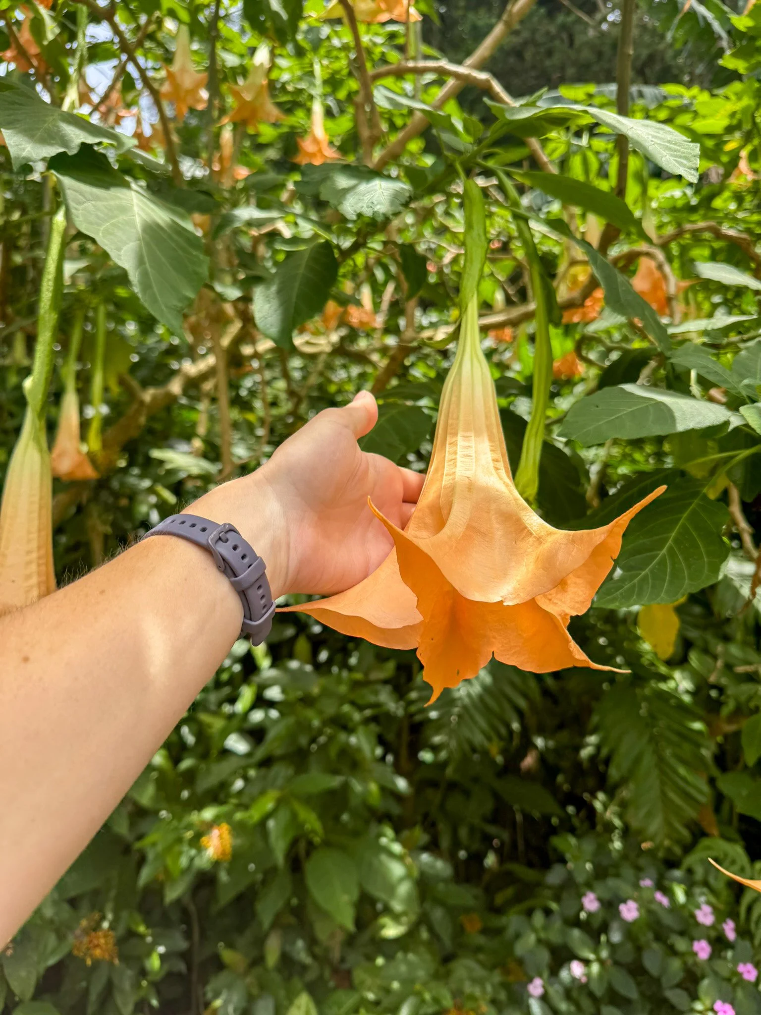 brugmansia_5.jpg