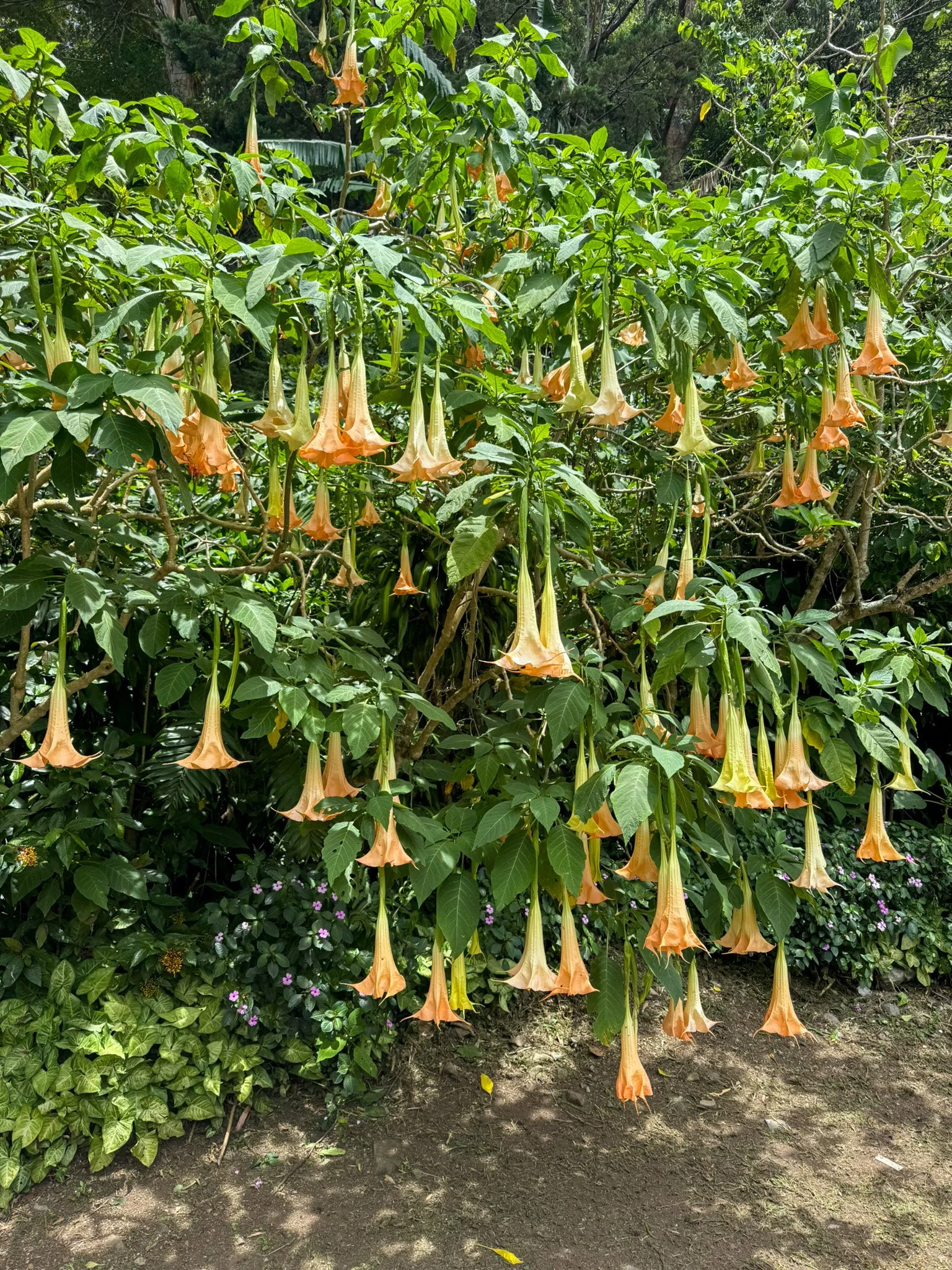 brugmansia_4.jpg