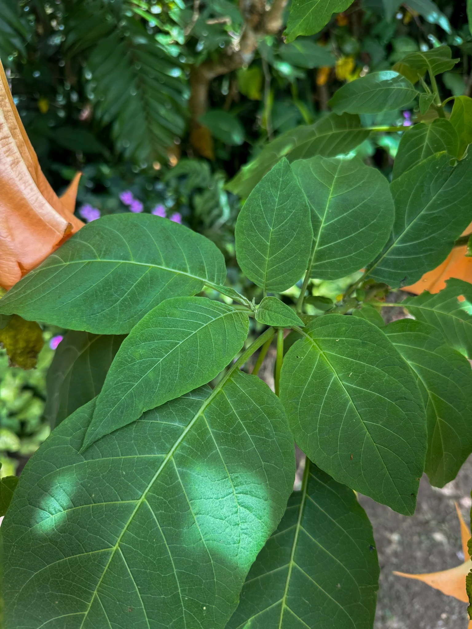 brugmansia_6.jpg