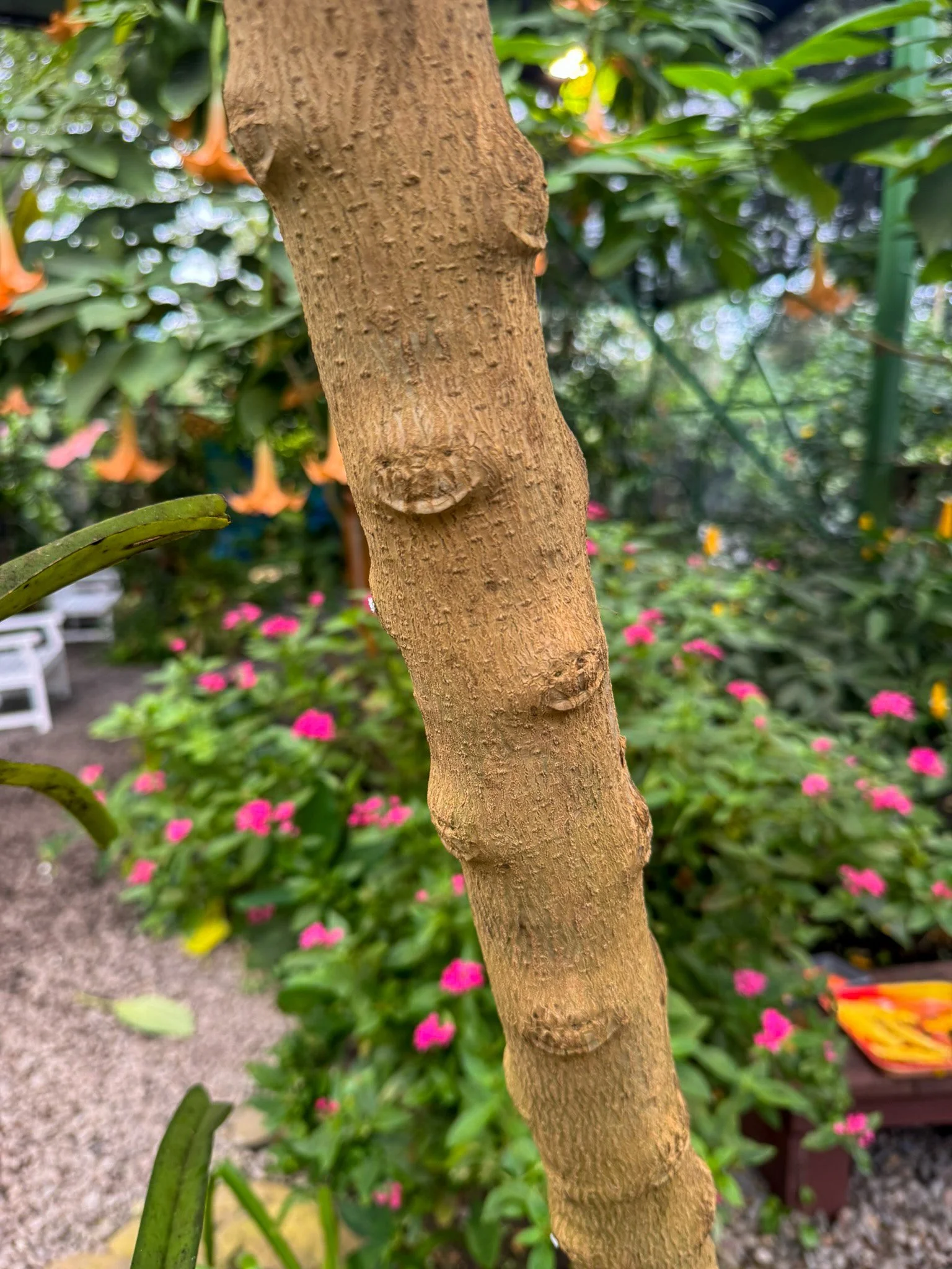 brugmansia_7.jpg