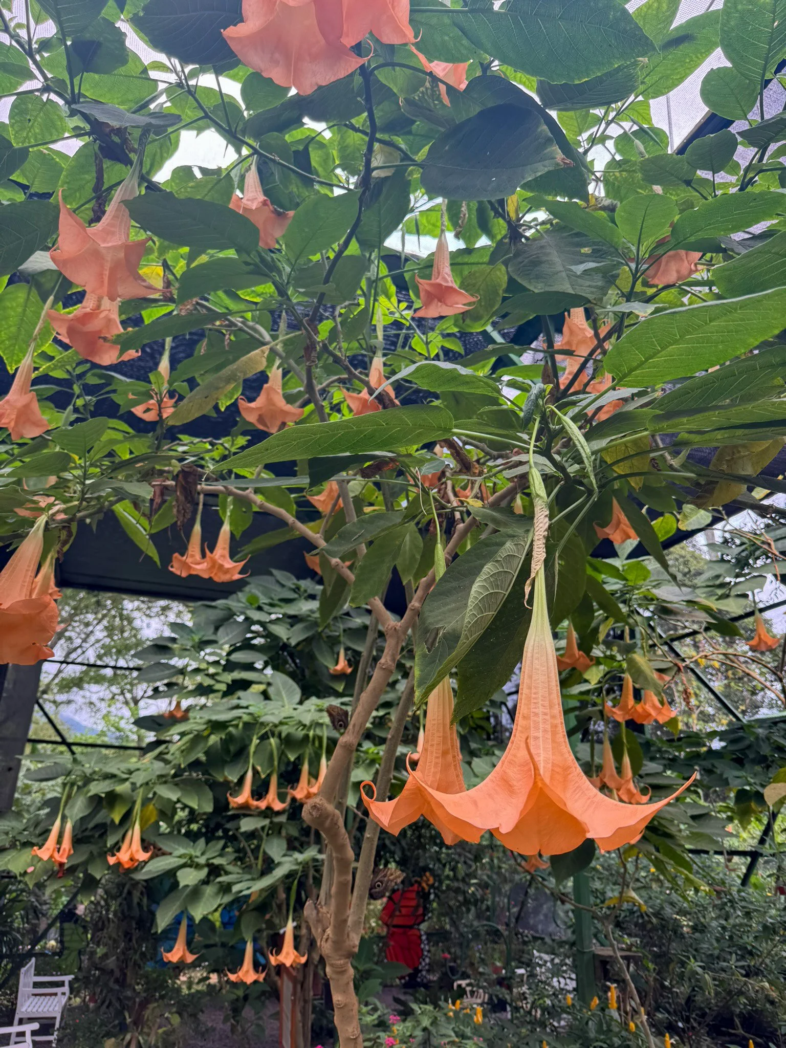brugmansia_8.jpg