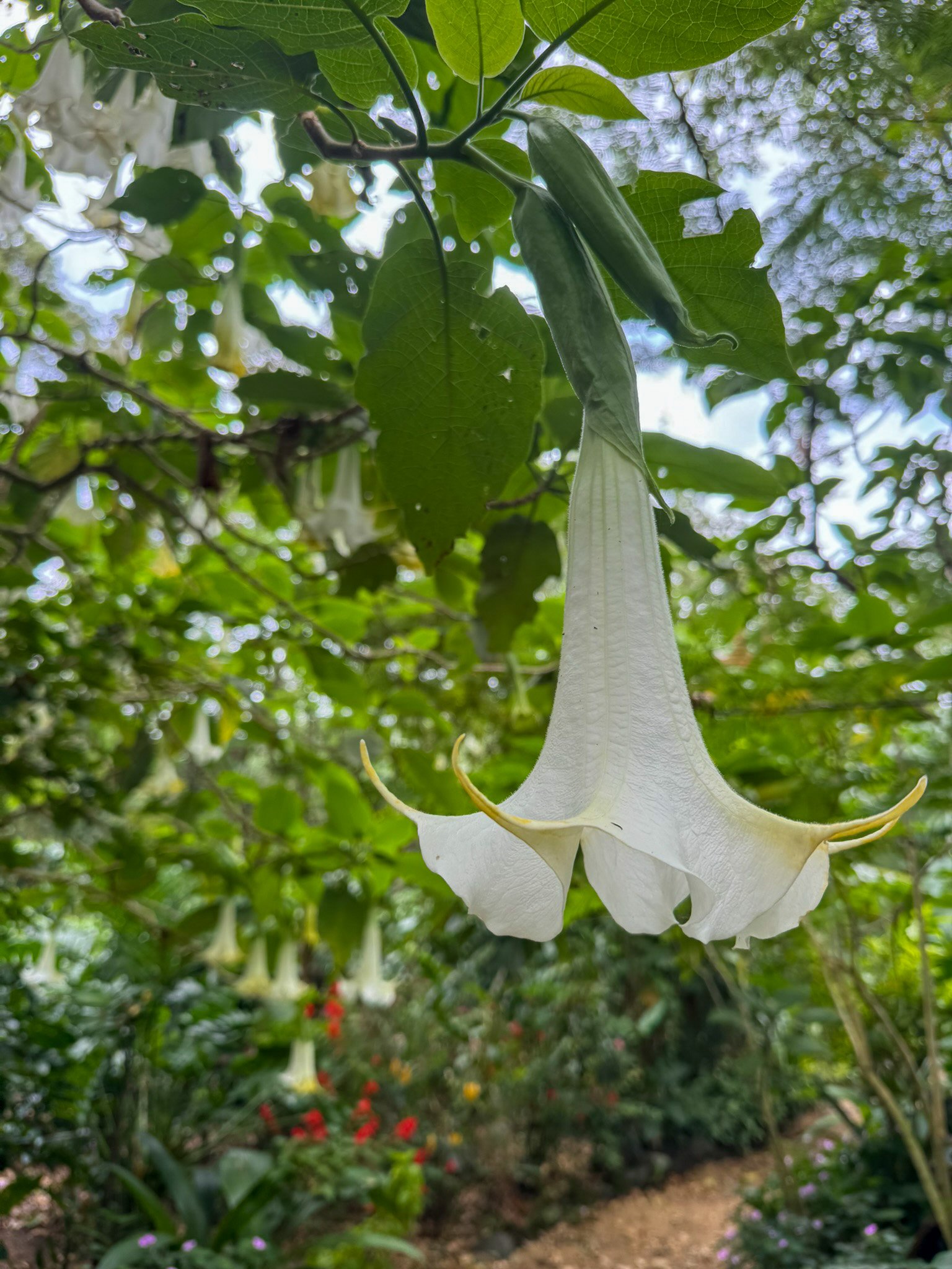 brugmansia_9.jpg