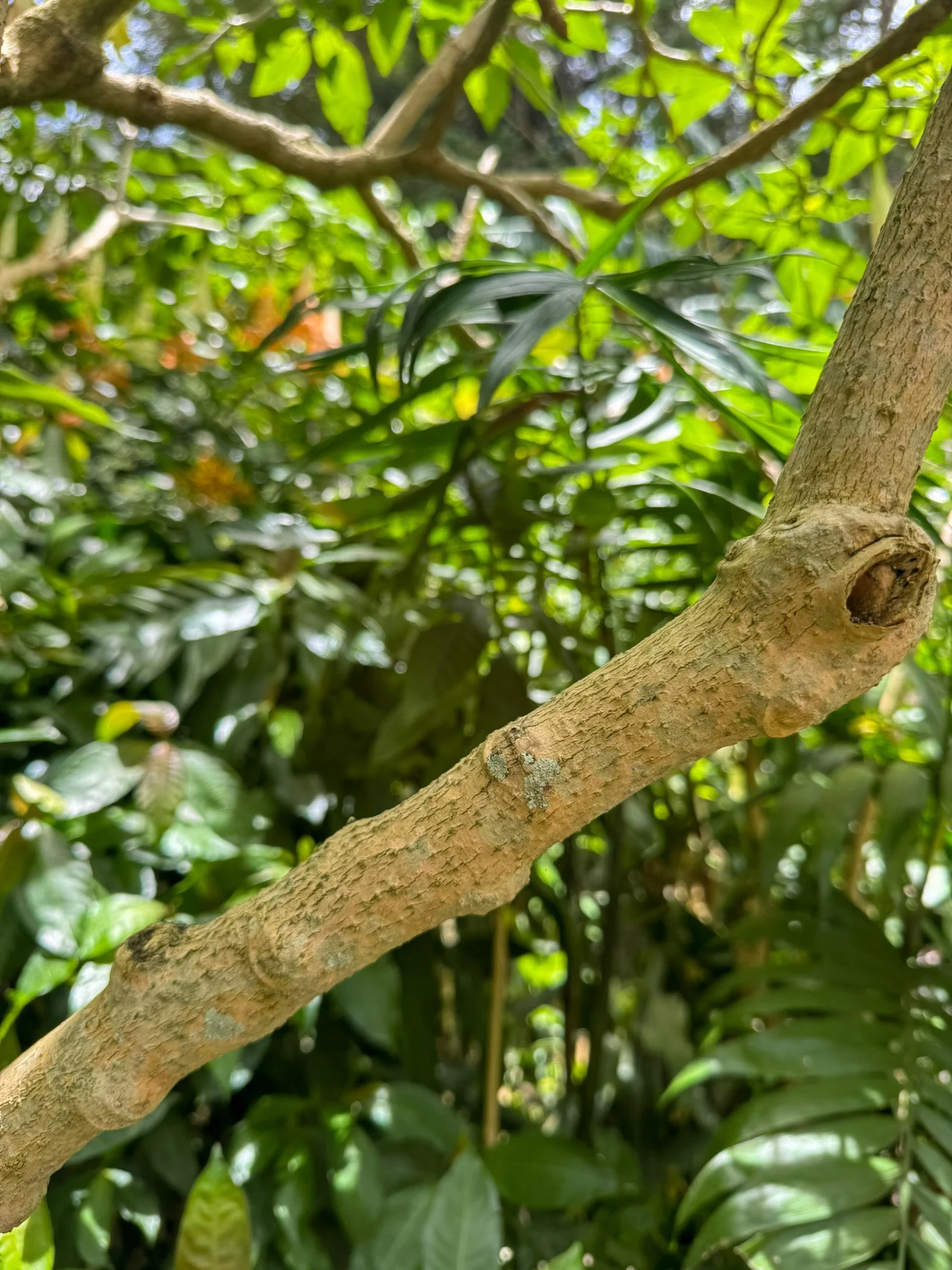 brugmansia_1.jpg