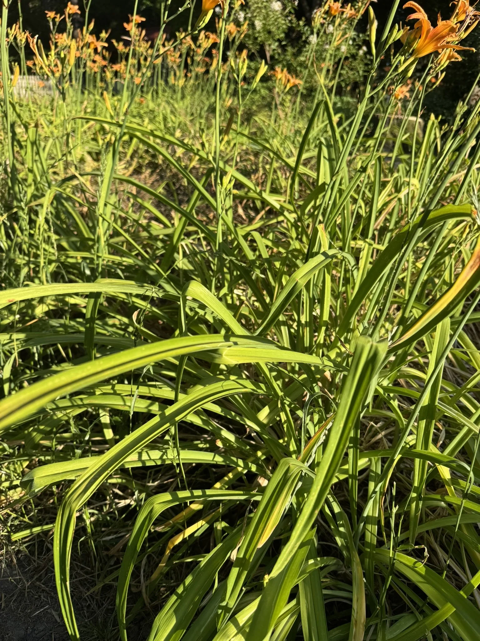 Hemerocallis_4.JPEG