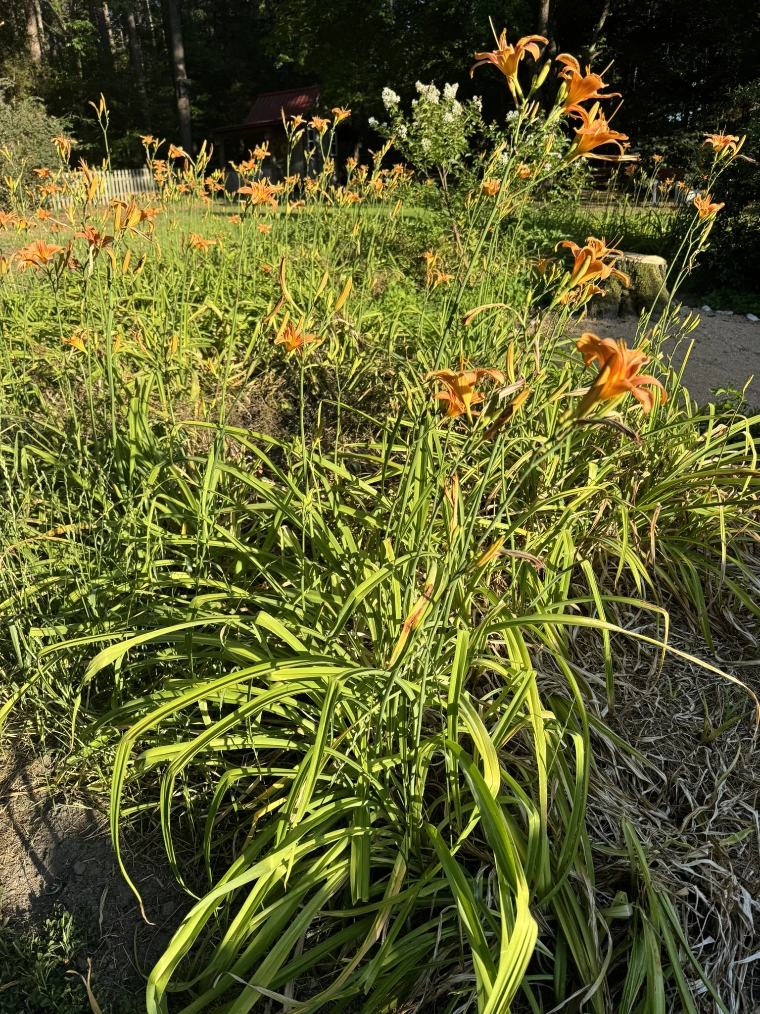 Hemerocallis_5.JPEG