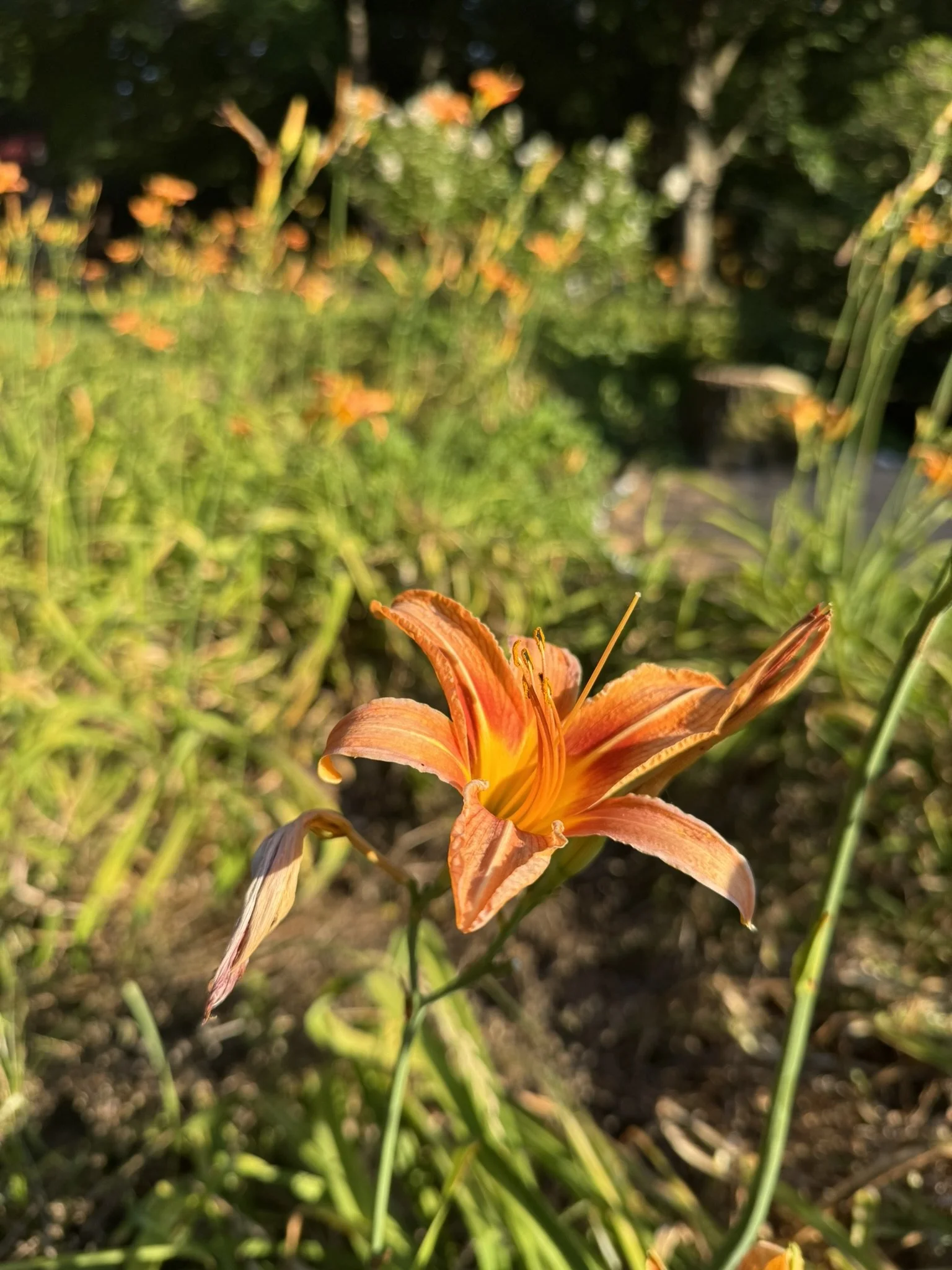 Hemerocallis_6.JPEG