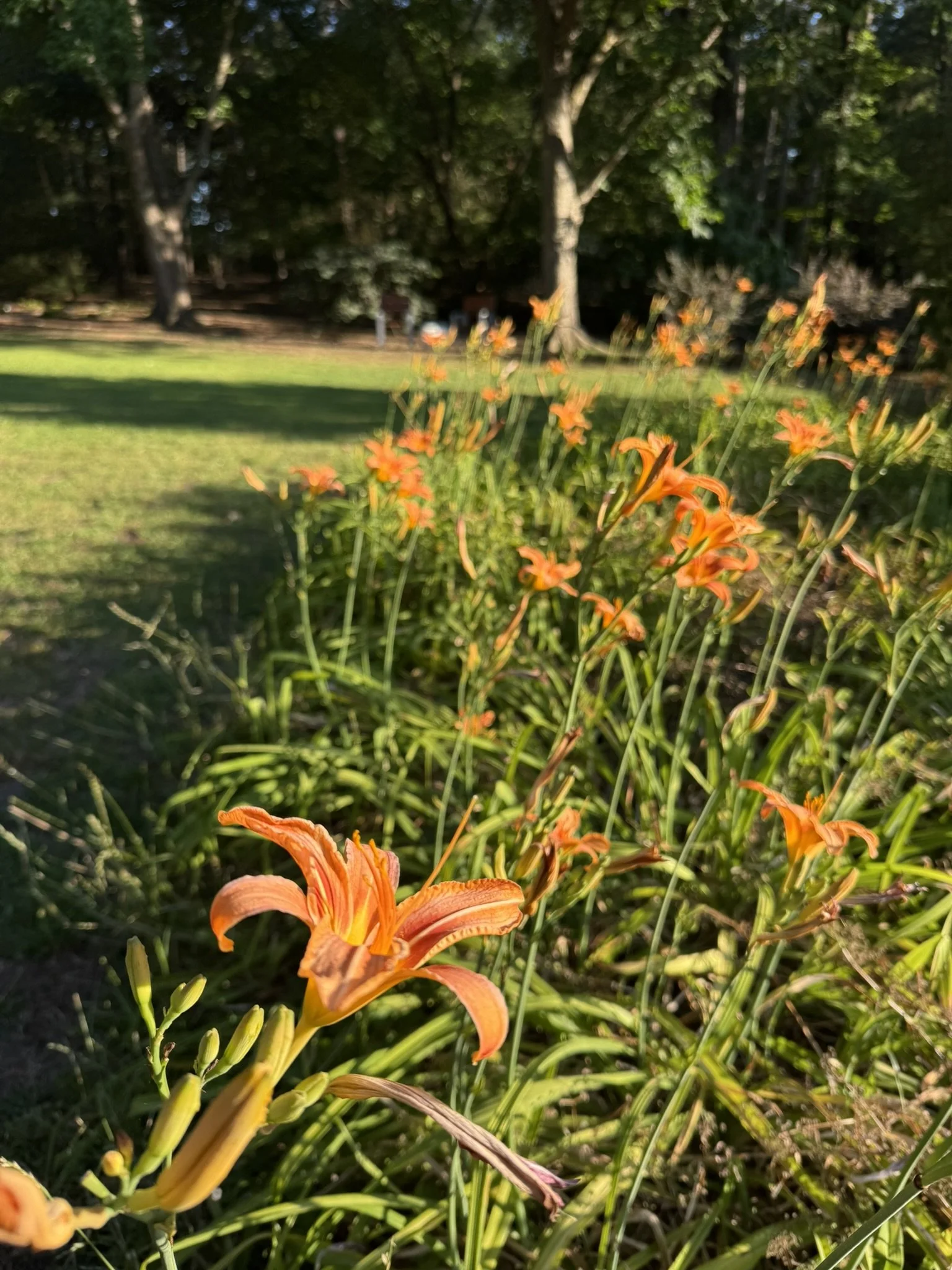Hemerocallis_7.JPEG