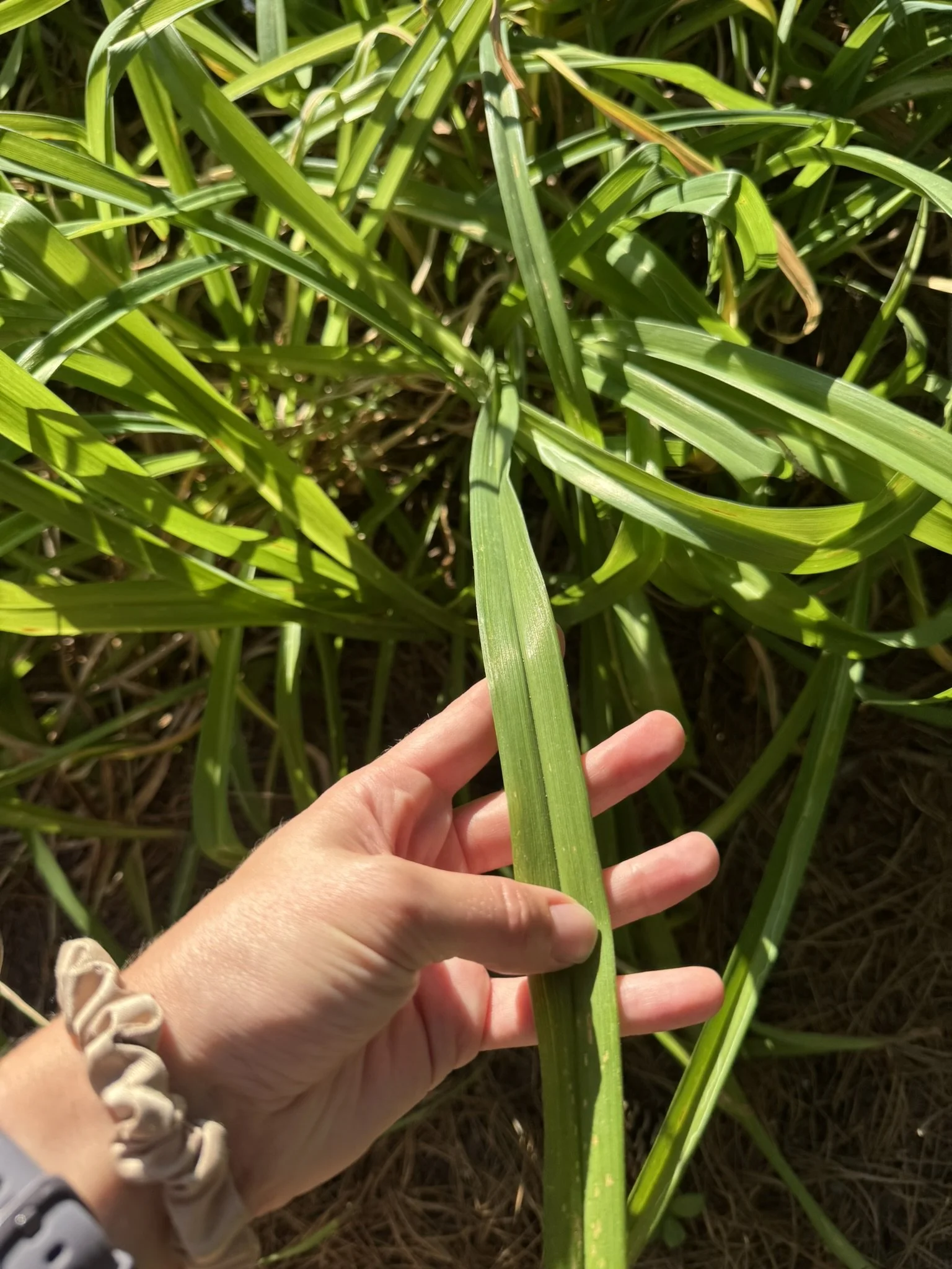 Hemerocallis_1.JPEG
