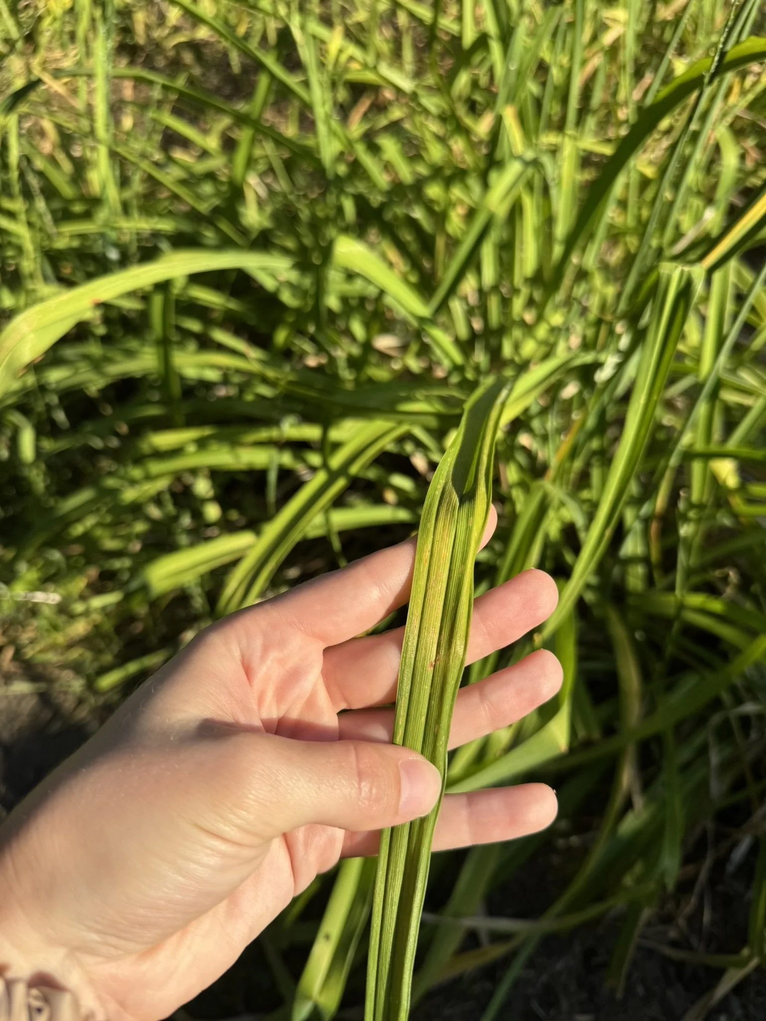 Hemerocallis_3.JPEG
