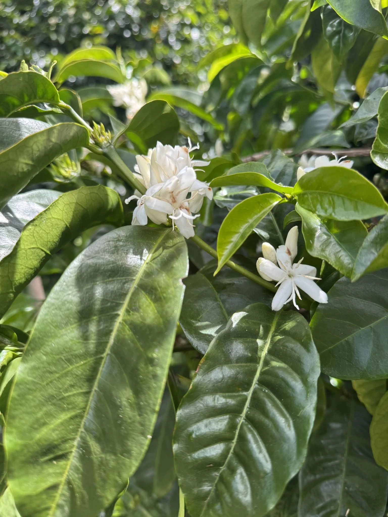 coffea arabica_2.JPEG