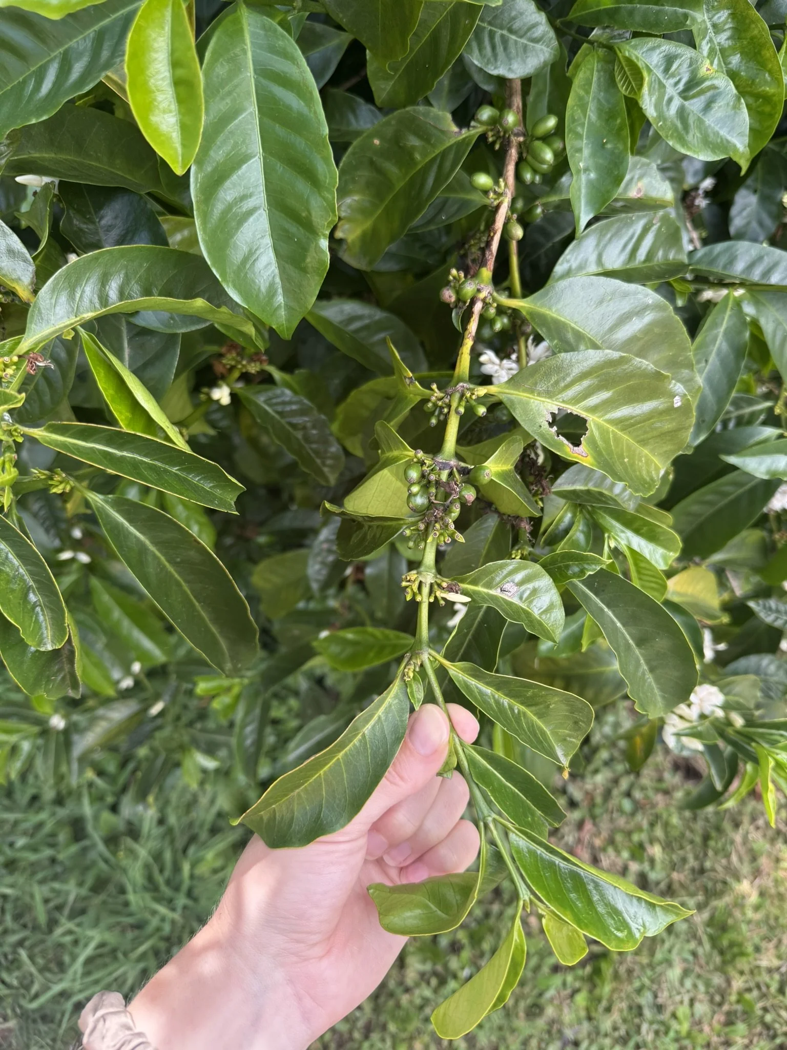 coffea arabica_3.JPEG