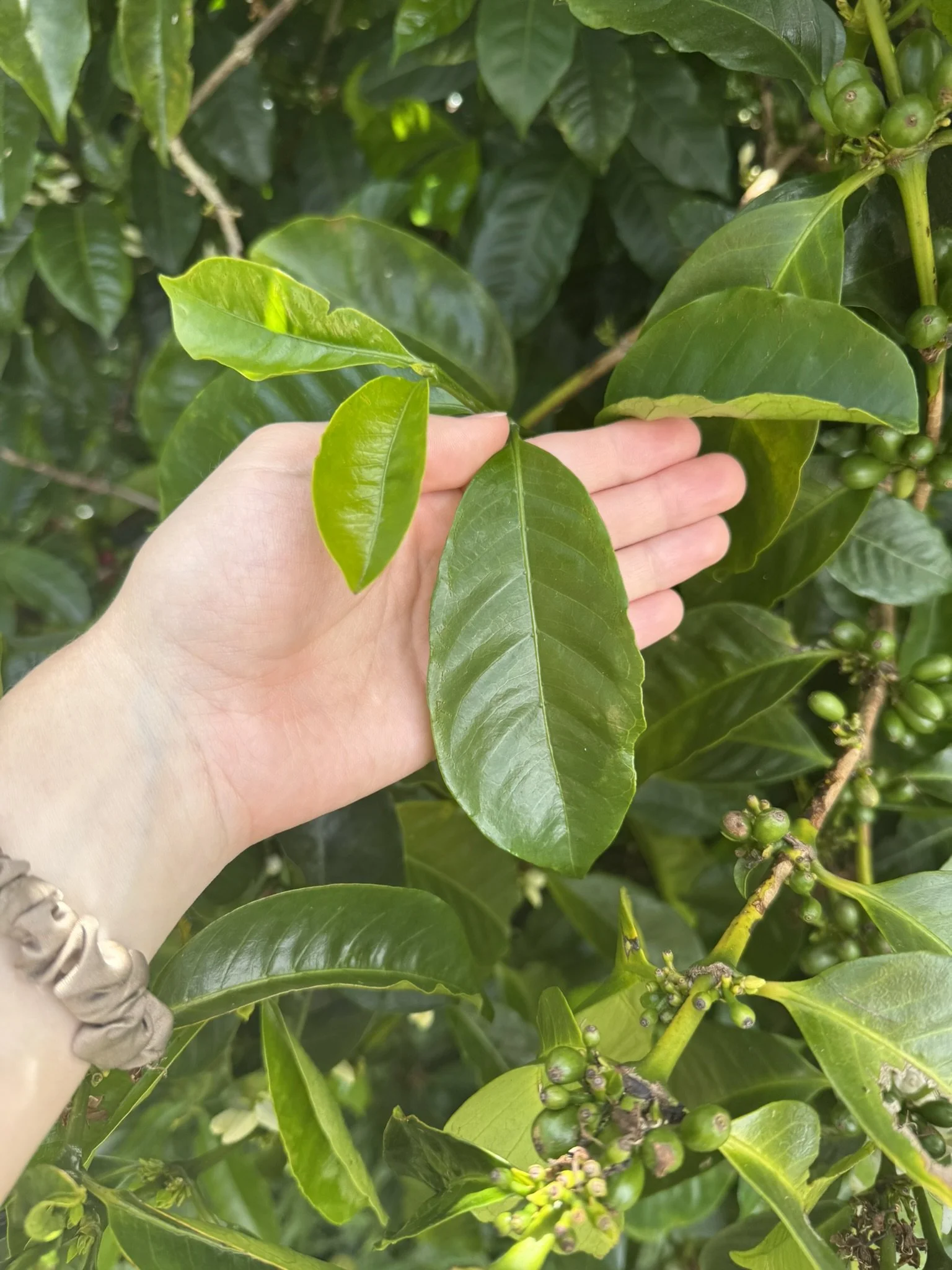 coffea arabica_4.JPEG