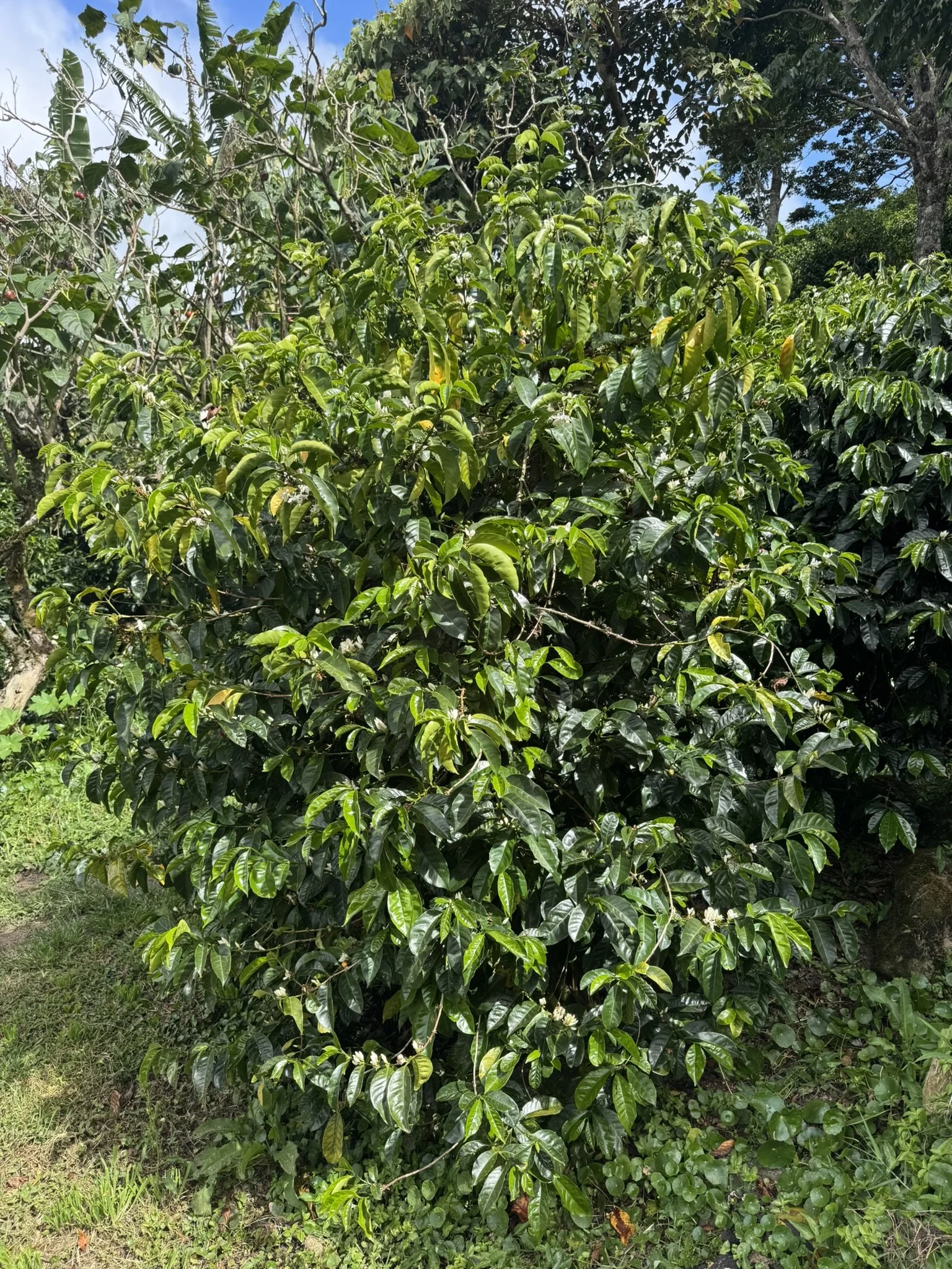 coffea arabica_5.JPEG