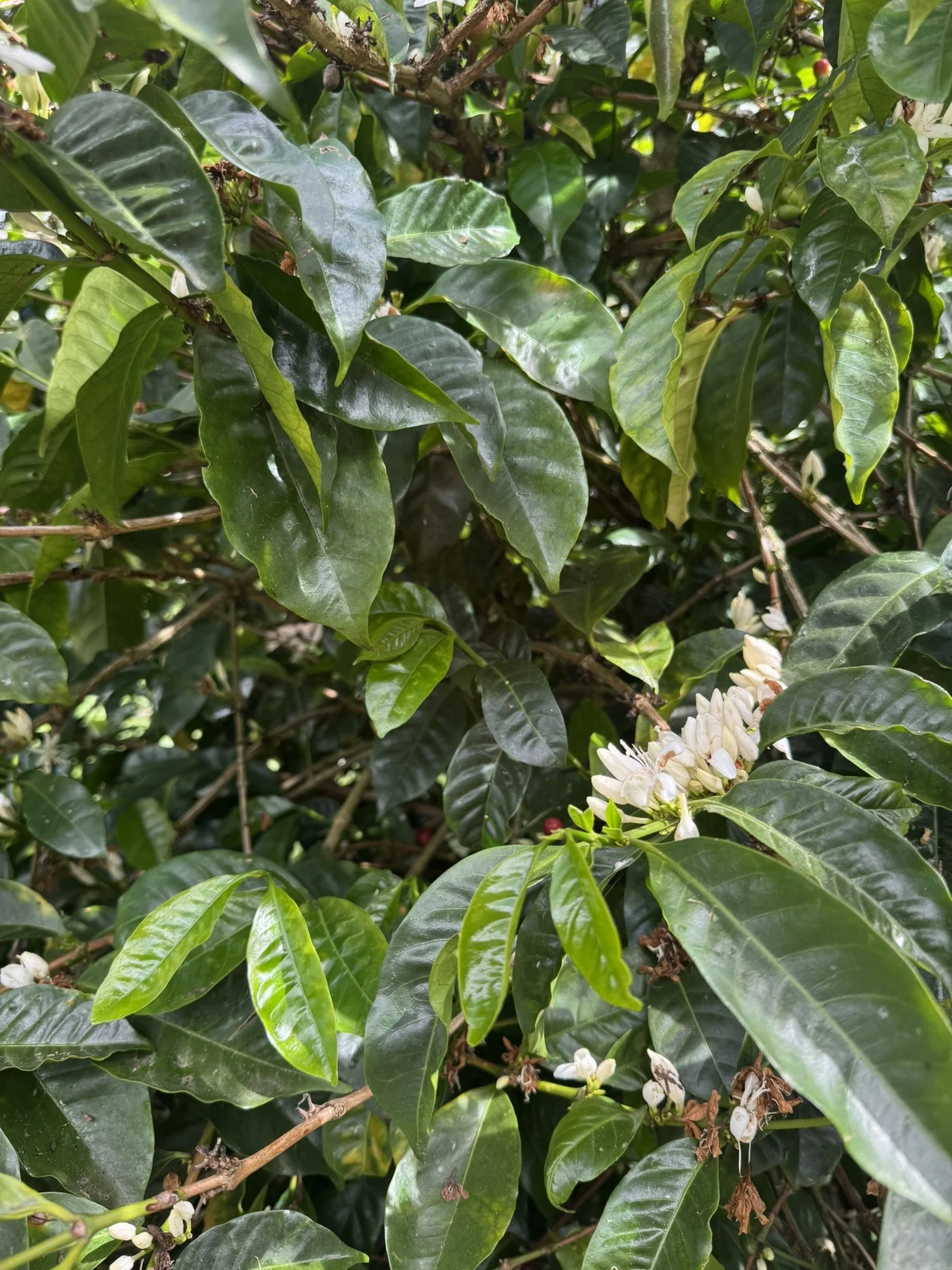 coffea arabica_6.JPEG