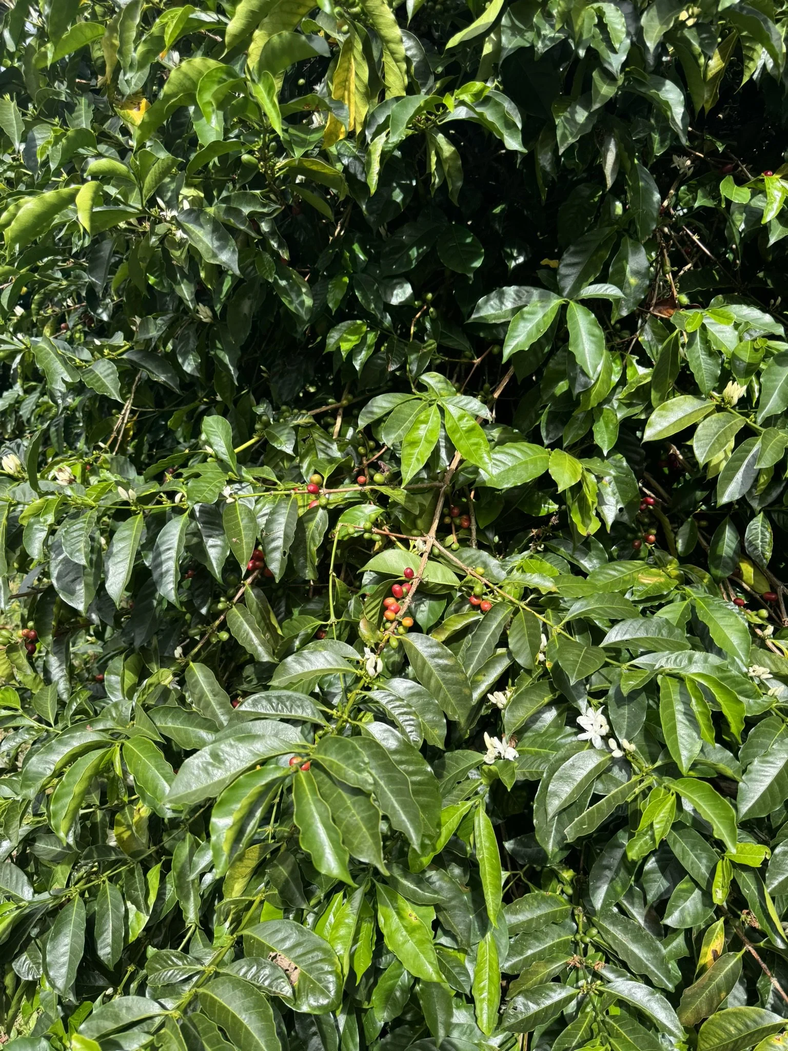 coffea arabica_7.JPEG
