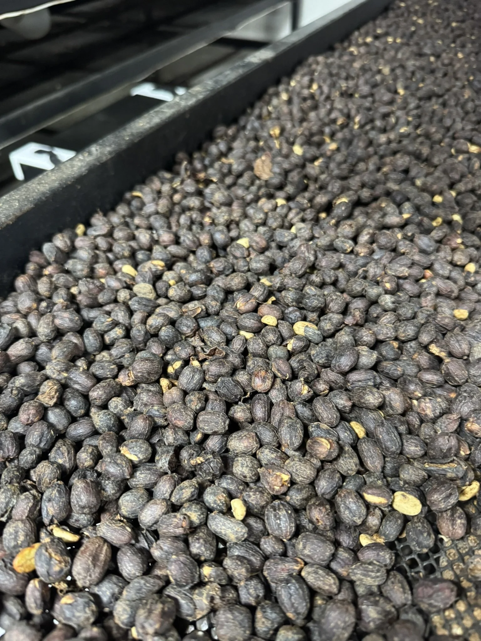 coffea arabica_8.JPEG