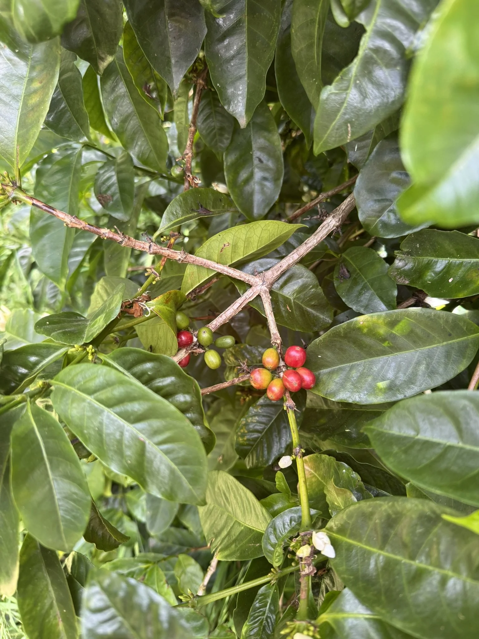 Meet the Coffee Plant