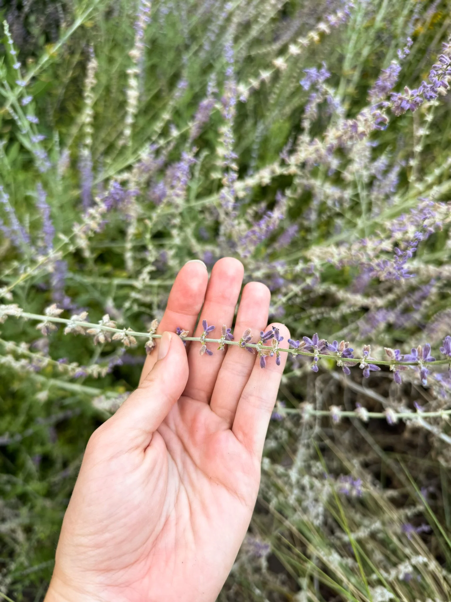 salvia yangii_1.jpg