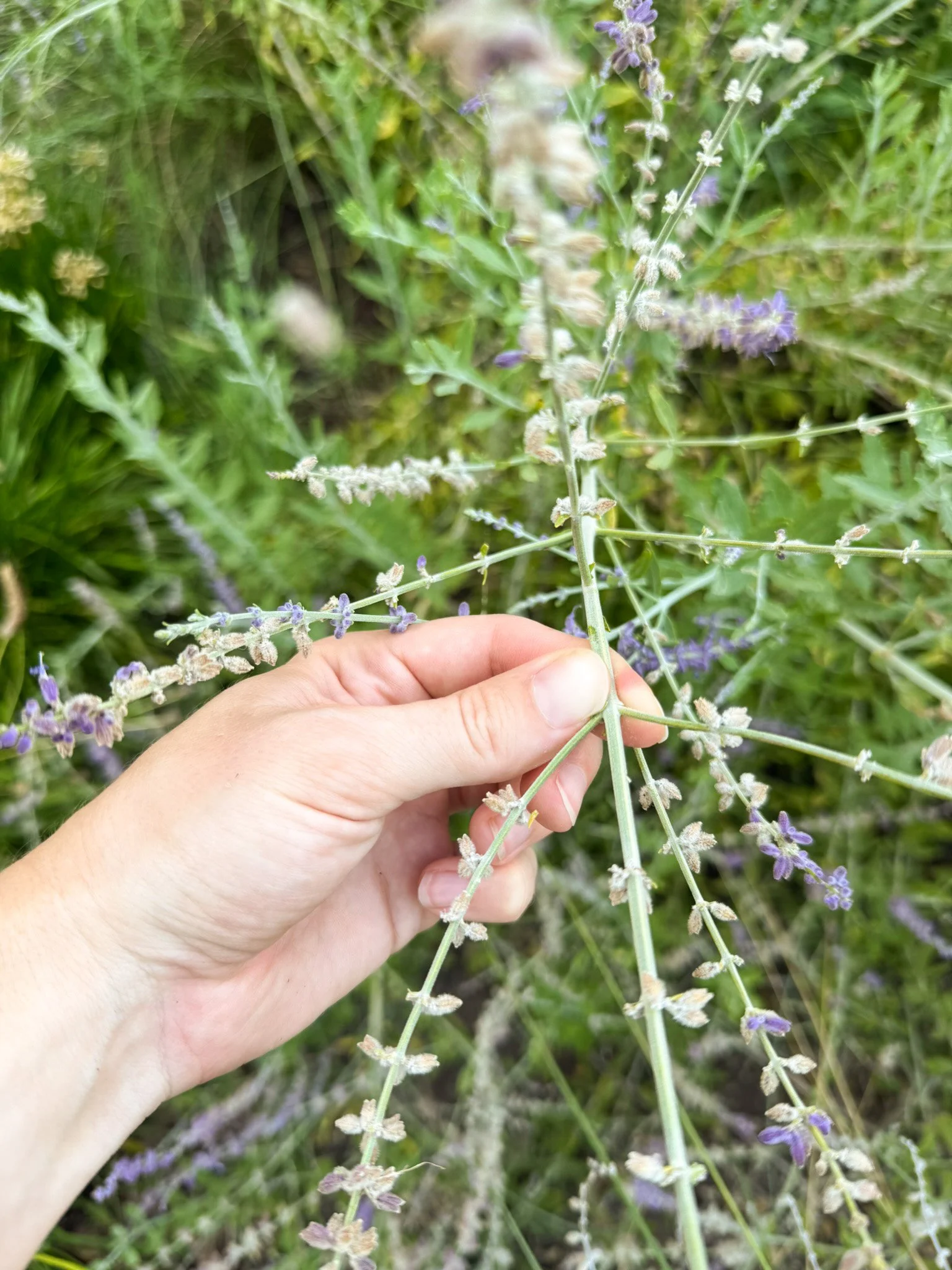 salvia yangii_2.jpg