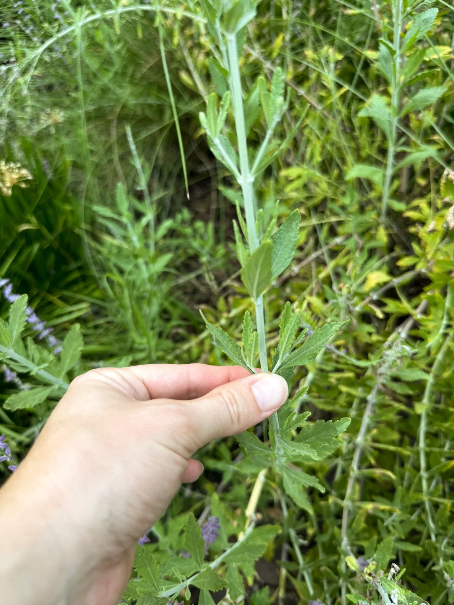 salvia yangii_3.jpg