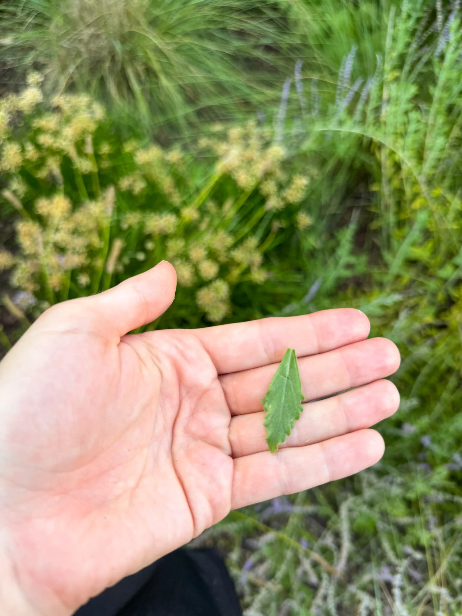 salvia yangii_4.jpg
